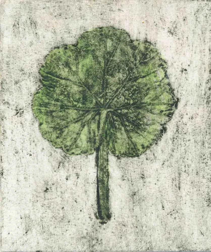 "Pelargonium1" 5/5 2014 ©Jacky Lowry; original hand coloured real-plant collagraph print on paper.