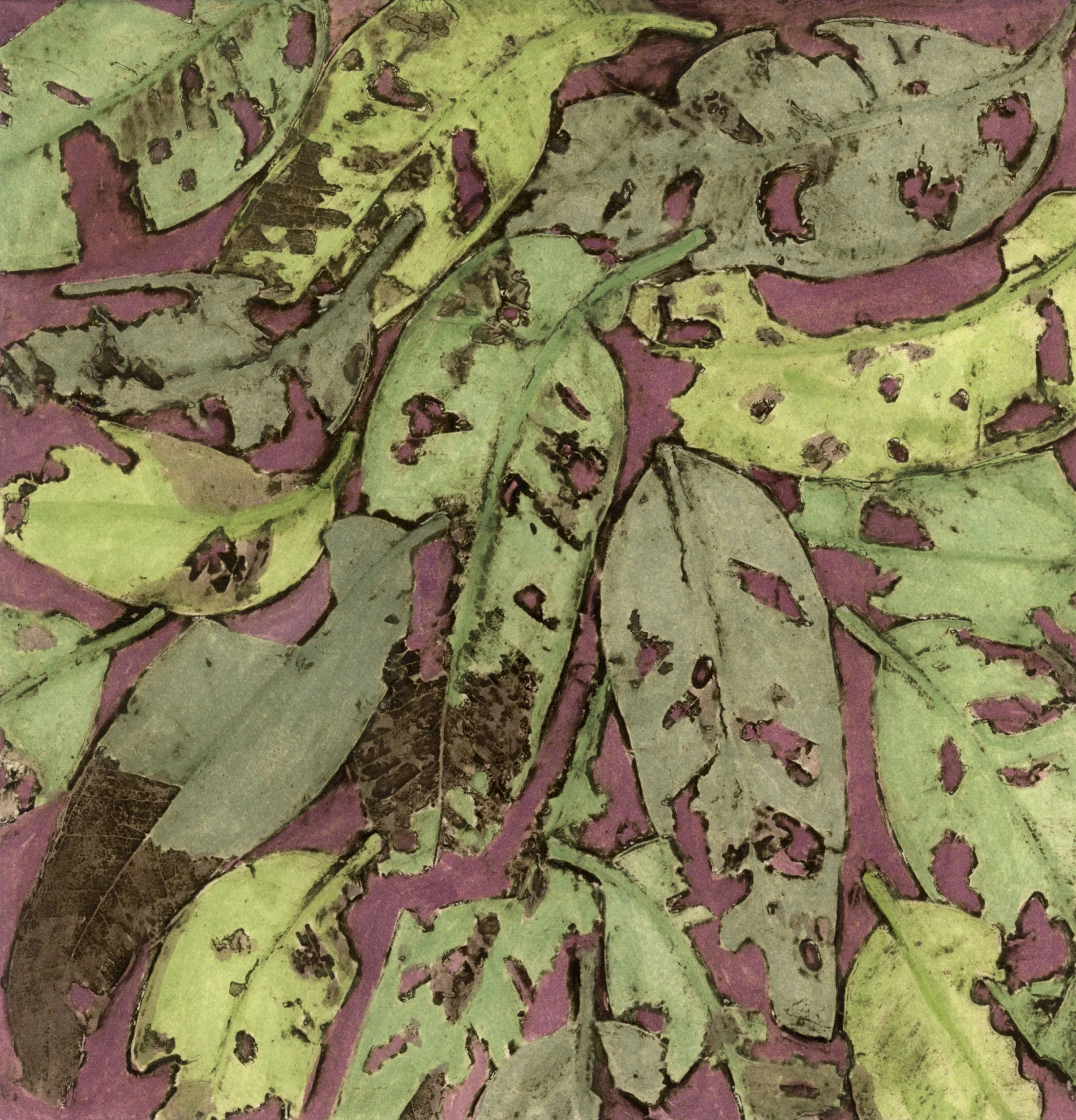 :Jarrah 1" 15/24 2014 ©Jacky Lowry; original hand coloured real-plant collagraoh print on paper.