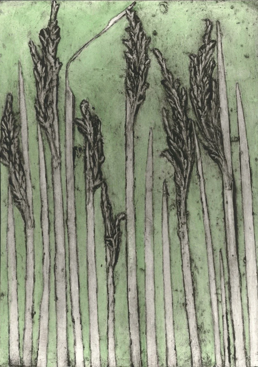 "Albany Sedge 3" 2/9 2016 ©Jacky Lowry; original hand coloured real-plant collagraph print on paper.