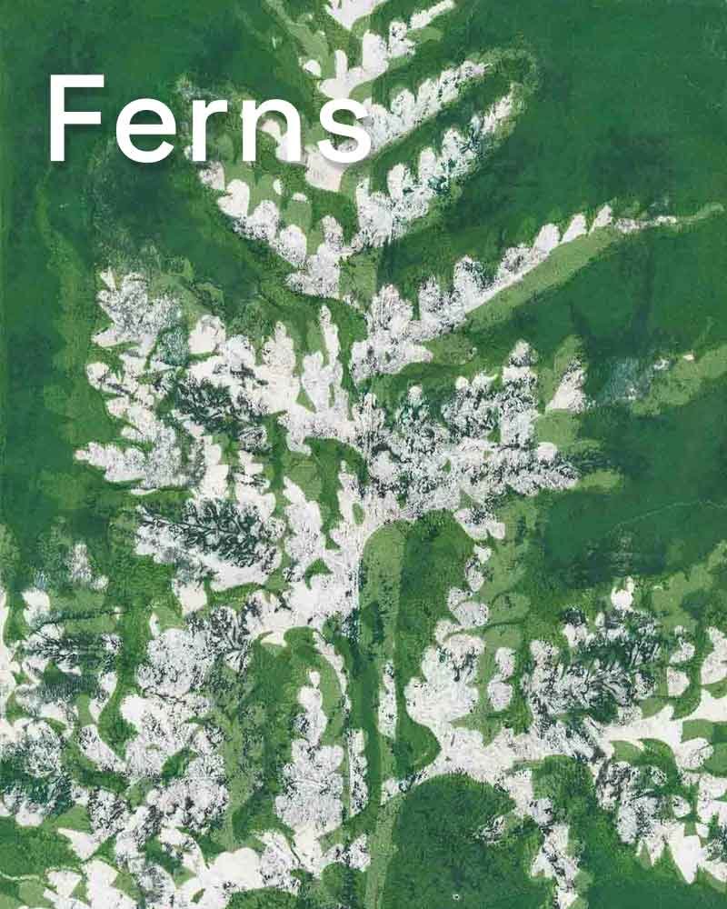 Ferns Gallery