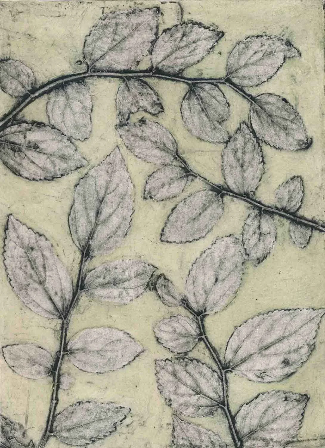 "Chinese Elm 4" 4/8 2023 ©Jacky Lowry; original hand coloured real-plant collagraph print on paper.