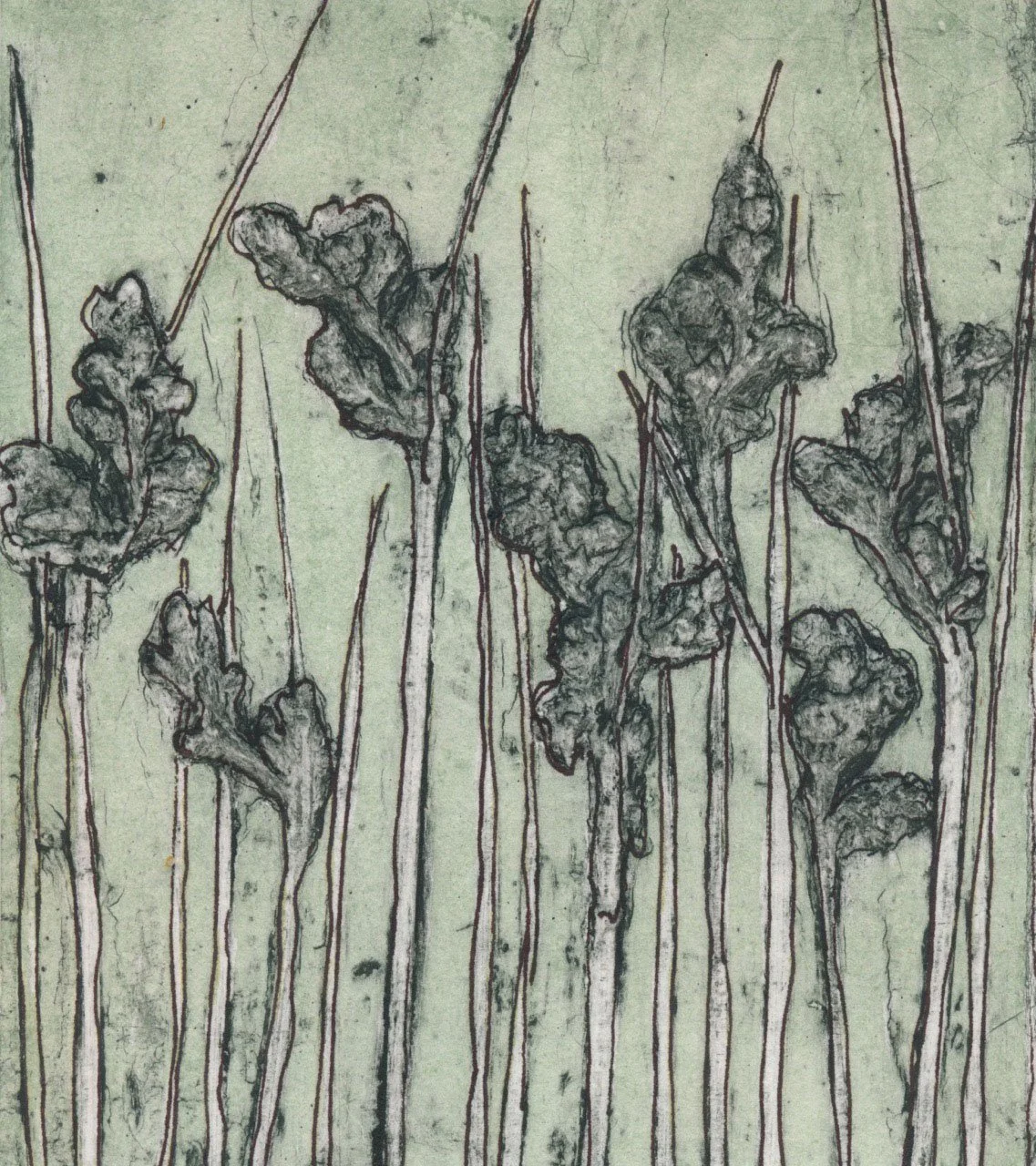 "Albany Sedge 6" EV3/10 2018 ©Jacky Lowry; original  hand coloured real-plant collagraph print on paper.