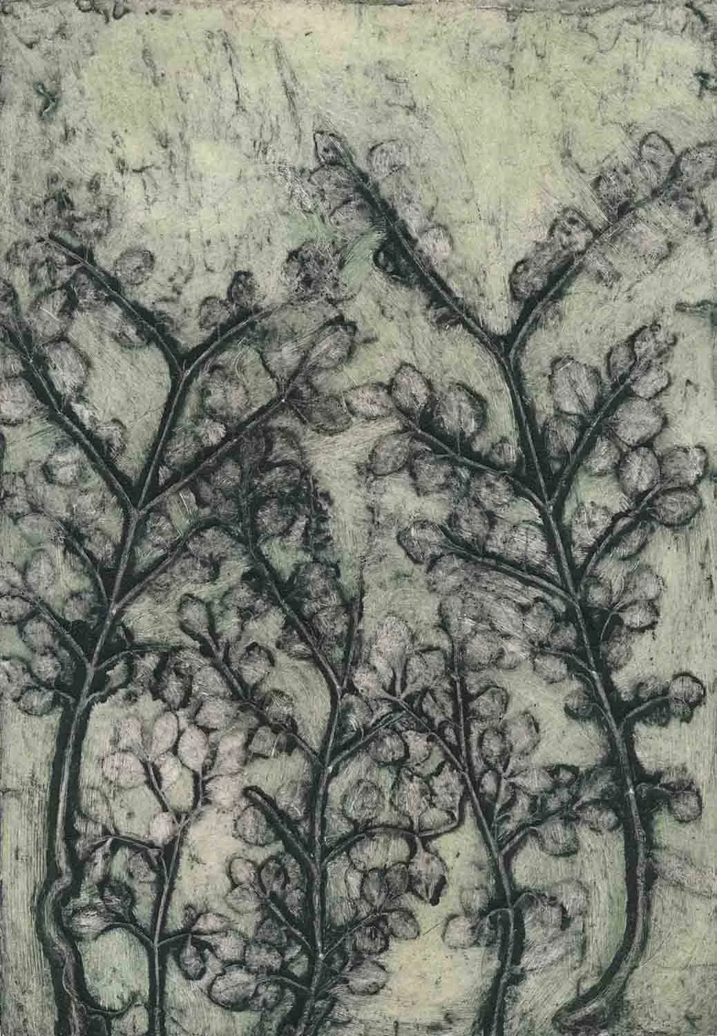 Privet Seedlings" EV4/6 2022 ©Jacky Lowry; original hand coloured real-plant collagraph print on paper.