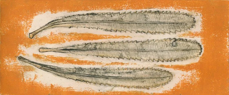 "Banksia serrata 3", EV 1/5 2015 ©Jacky Lowry; original real-plant collagraph print with surface roll on paper,