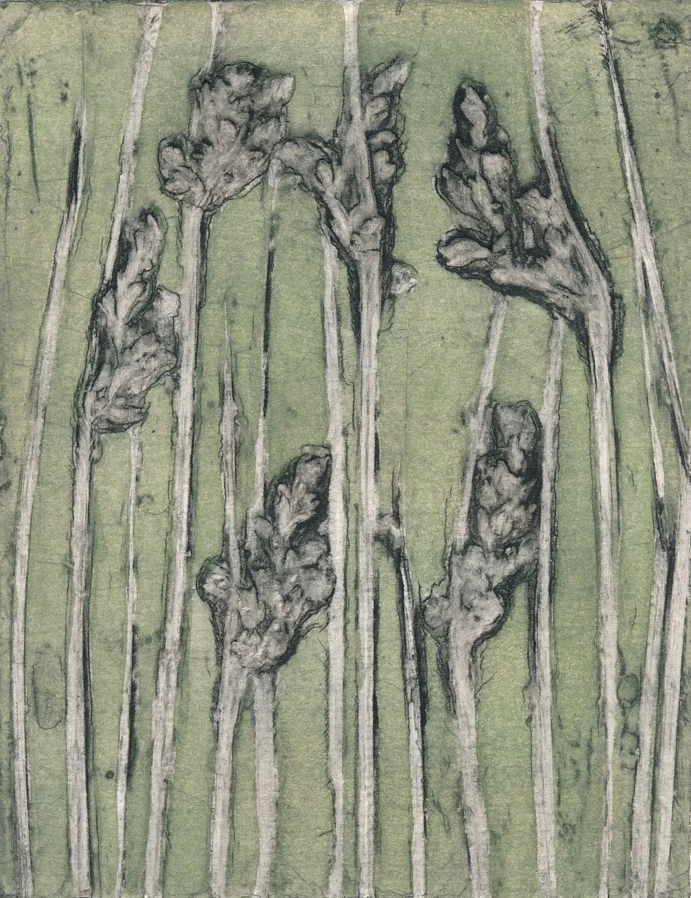 "Albany Sedge 5" 5/11 ©Jacky Lowry; original hand coloured real-plant collagraph print on paper.