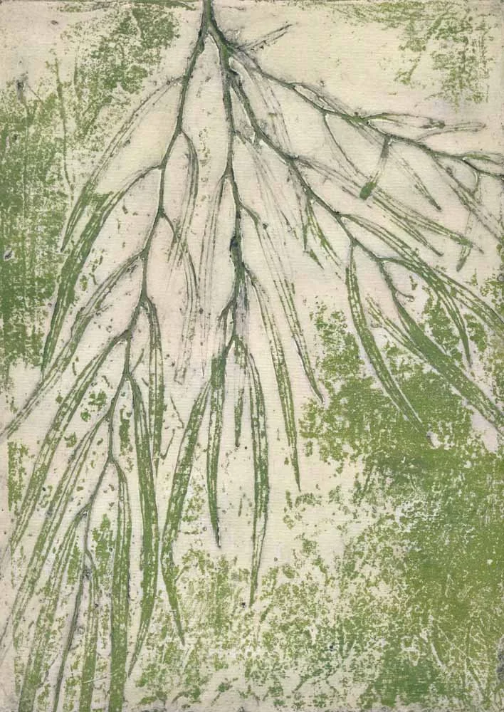 "Western Australian Peppermint Tree 3" 3/6 2025 ©️Jacly Lowry; original hand coloured real-plant collagraph print on paper.