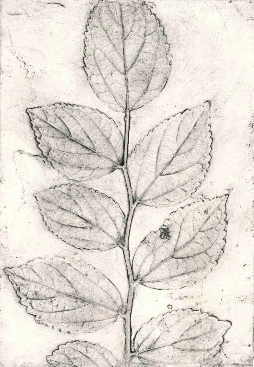 "Chinese Elm 2" 1/12 2022 ©Jacky Lowry: original real-plant collagraph print on paper.