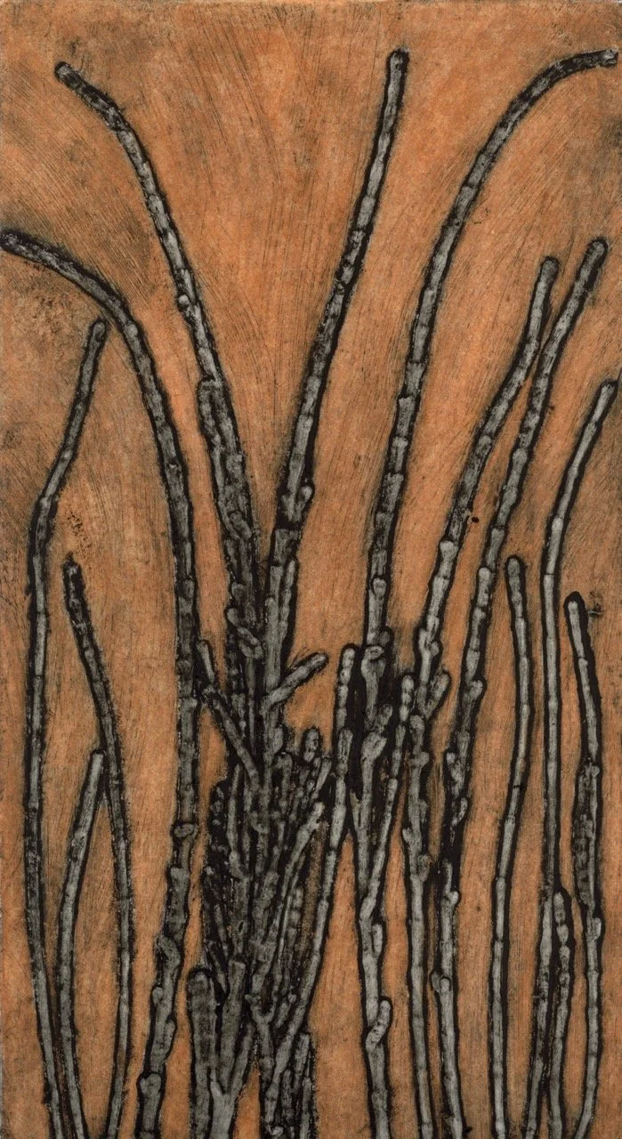"Allocasuarina humilis 1/6 2017 ©Jacky Lowry; original hand coloured real-plant collagraph print on paper.
