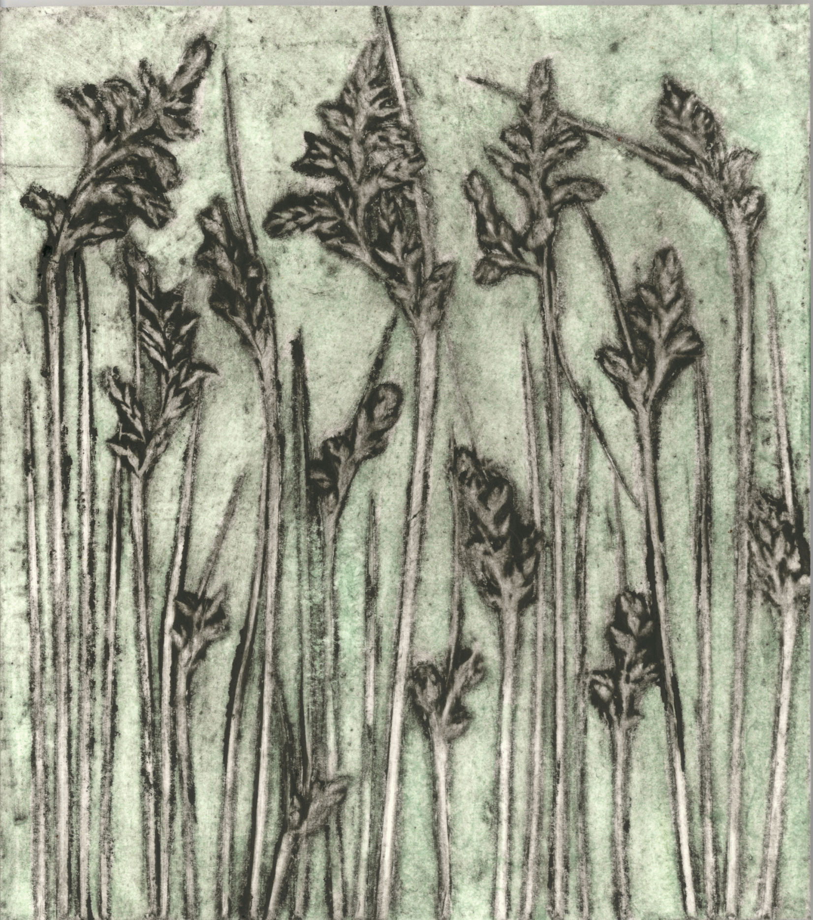 "Albany Sedge 2" 3/9 2016 ©Jacky Lowry; original hand coloured real-plant collagraph print on paper.