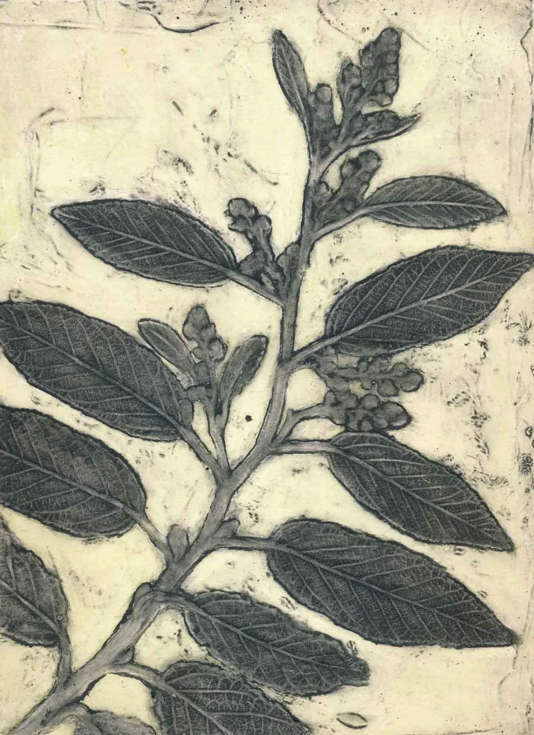 "Dogwood from Tasmania" 3/6 2025 ©️Jacky Lowry; a hand coloured real-plant collagraph  print on paper.
