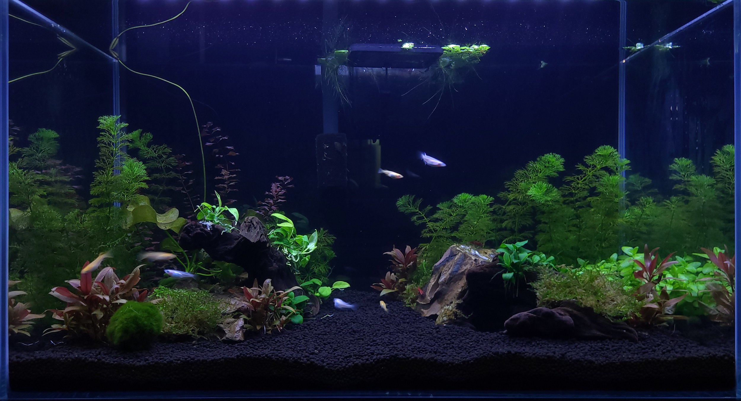 fish tenk.jpg