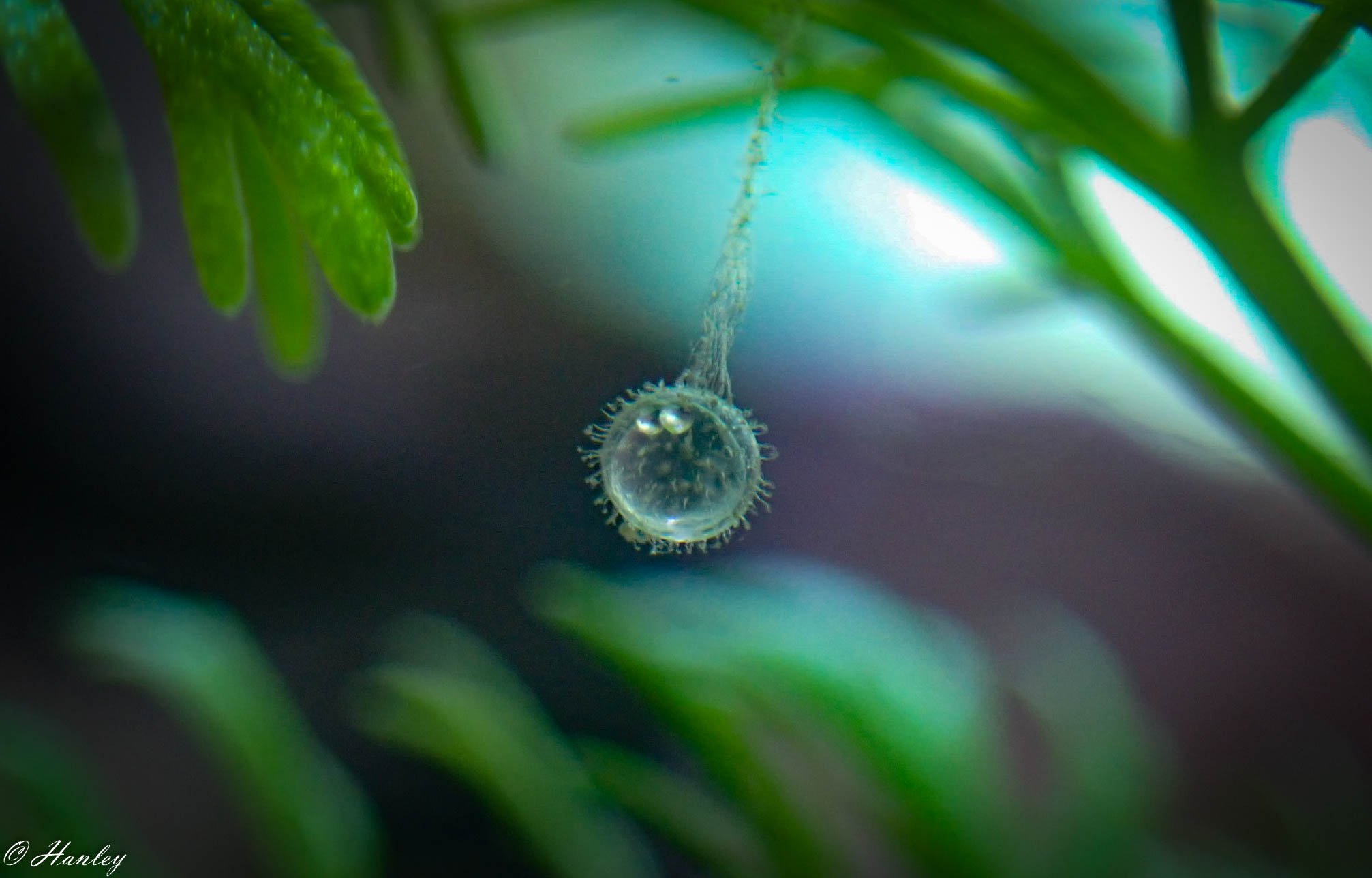 Egg of a Medaka rice fish