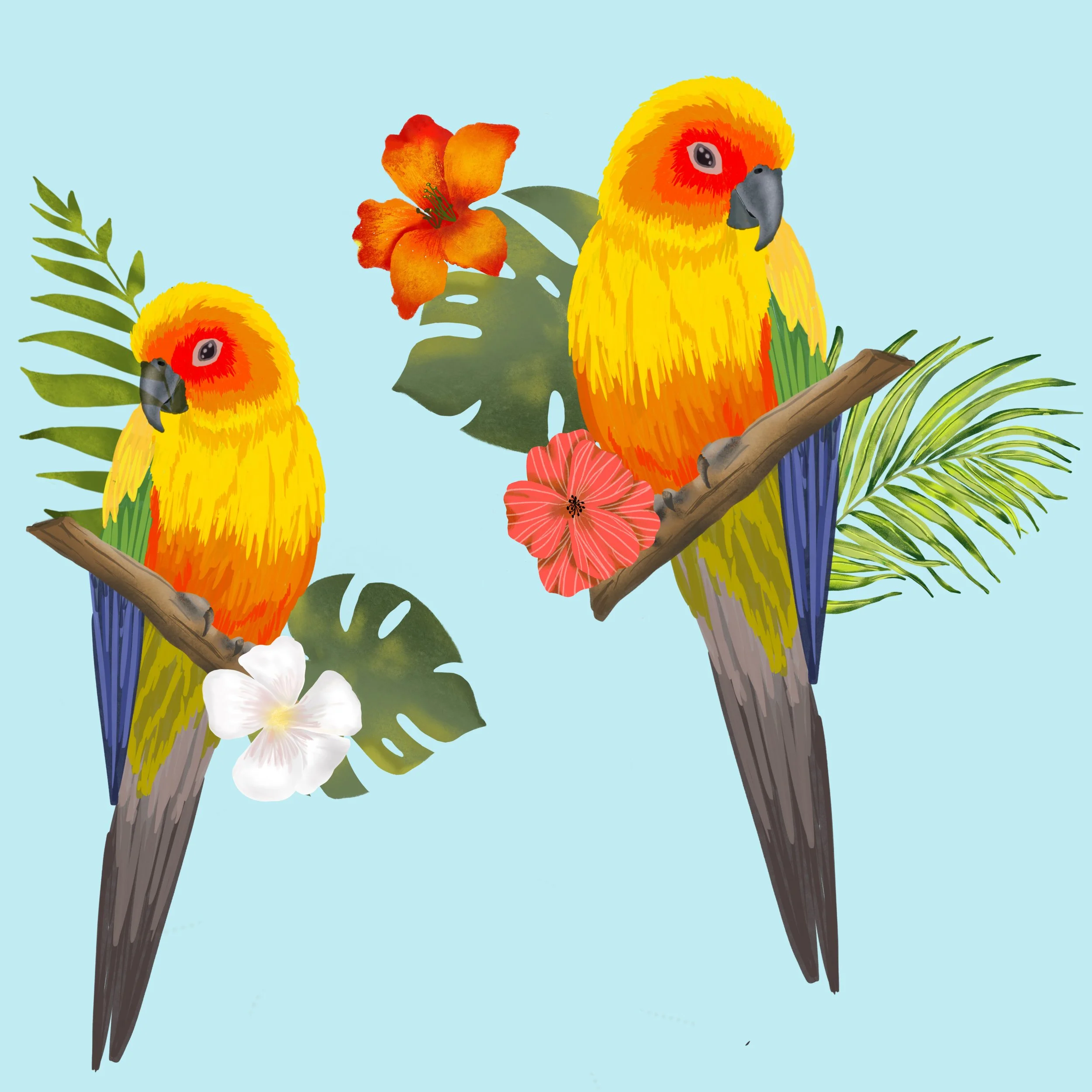 Sun_Conure.jpg