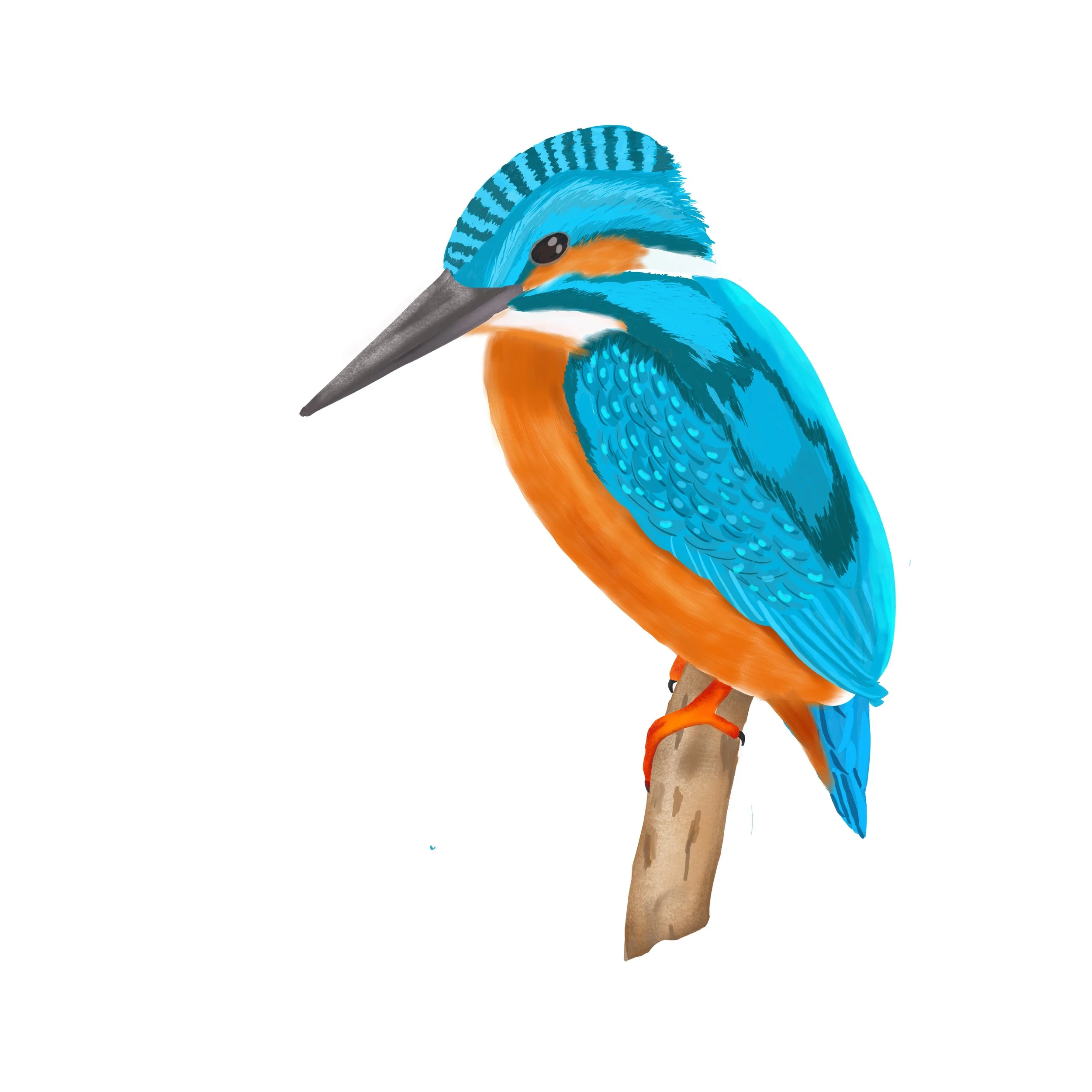 Kingfish Sapphire Sings 