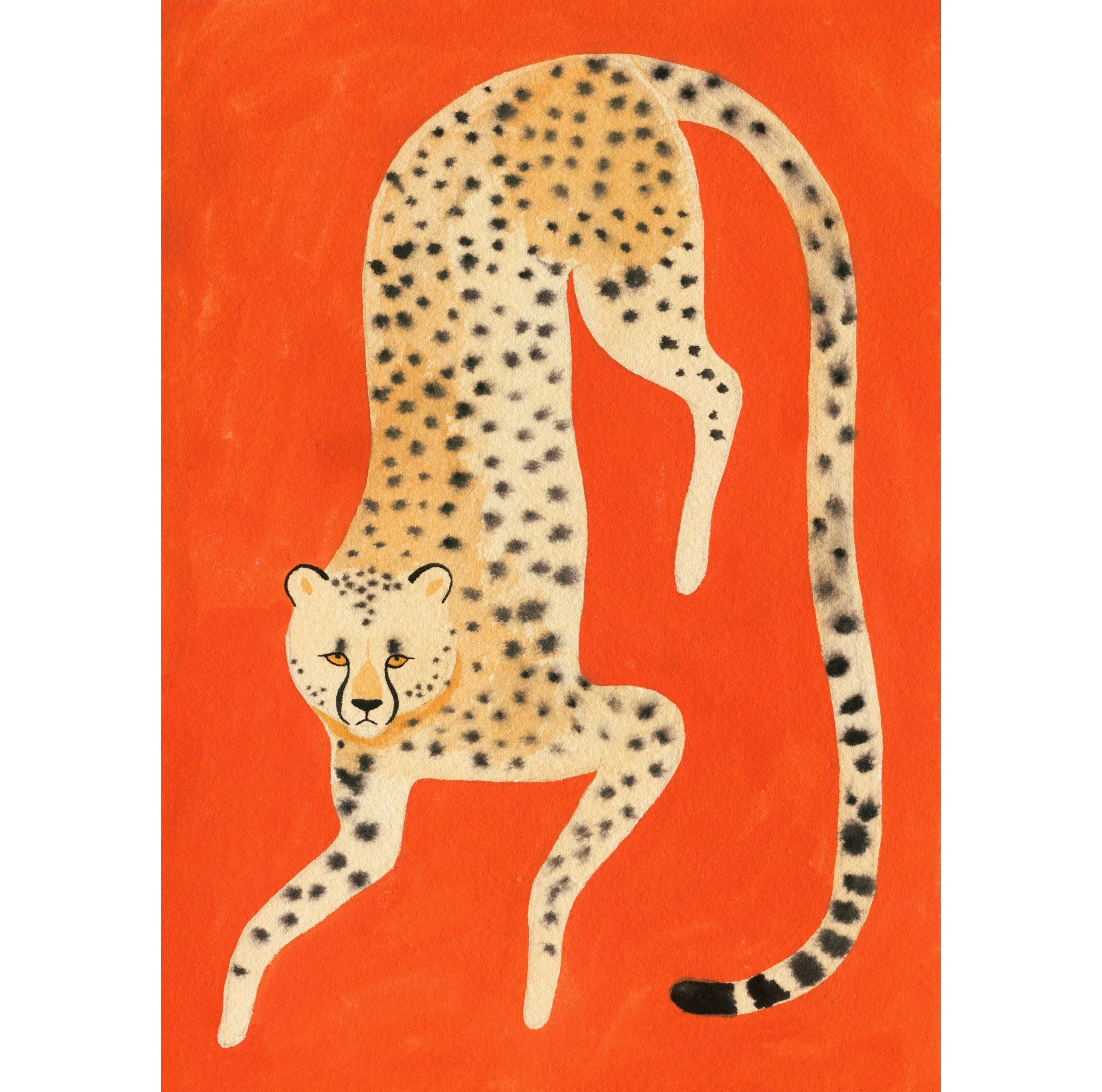 Cheetah.jpg