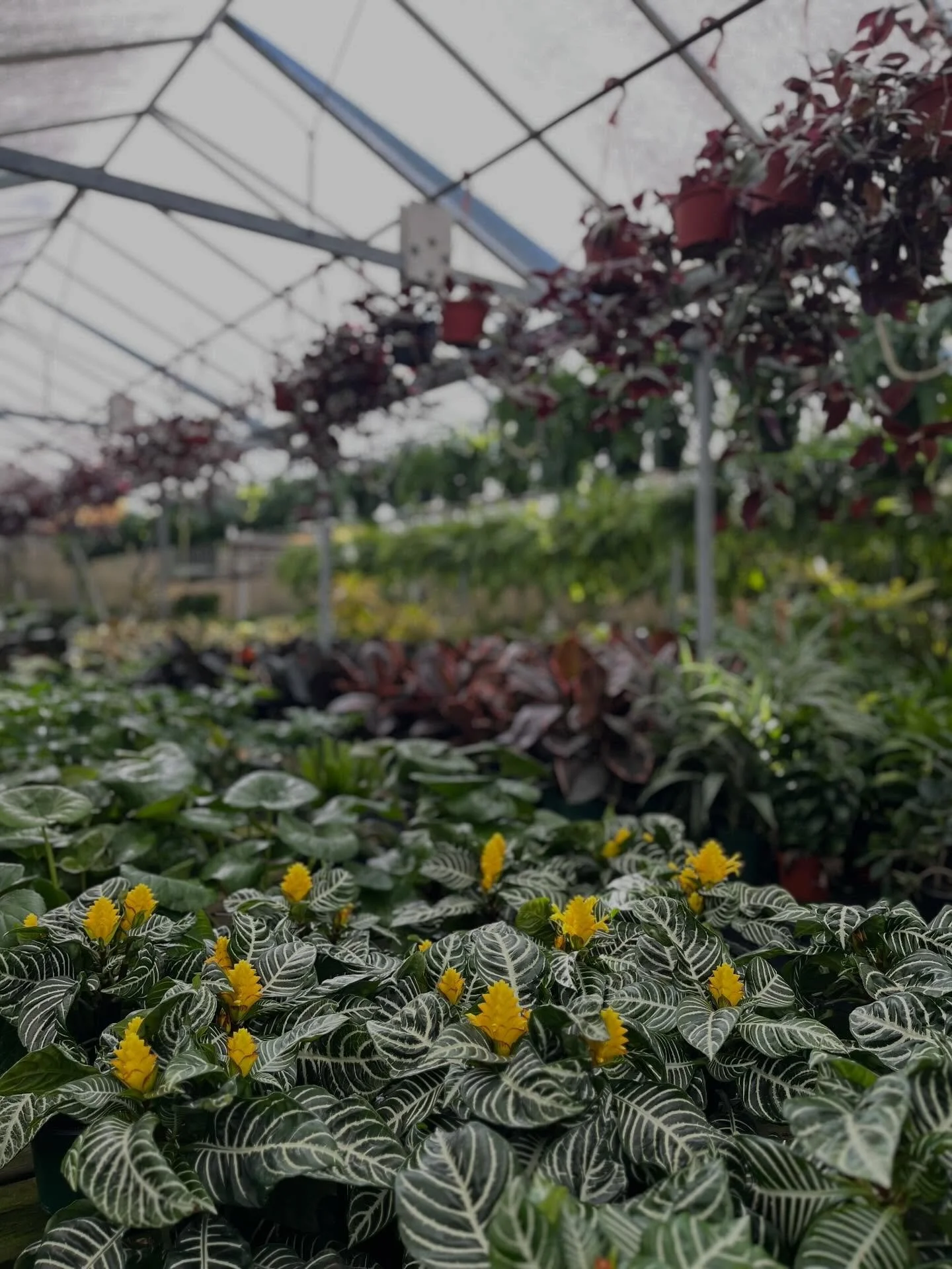 I am here to serve YOU! 

Plants add sooo much to every space we so lovingly bring them.🌿✨

I know you must have a space in your home, office, lobby or small business, that could use the softness and sense of vitality that a beautiful indoor plant c