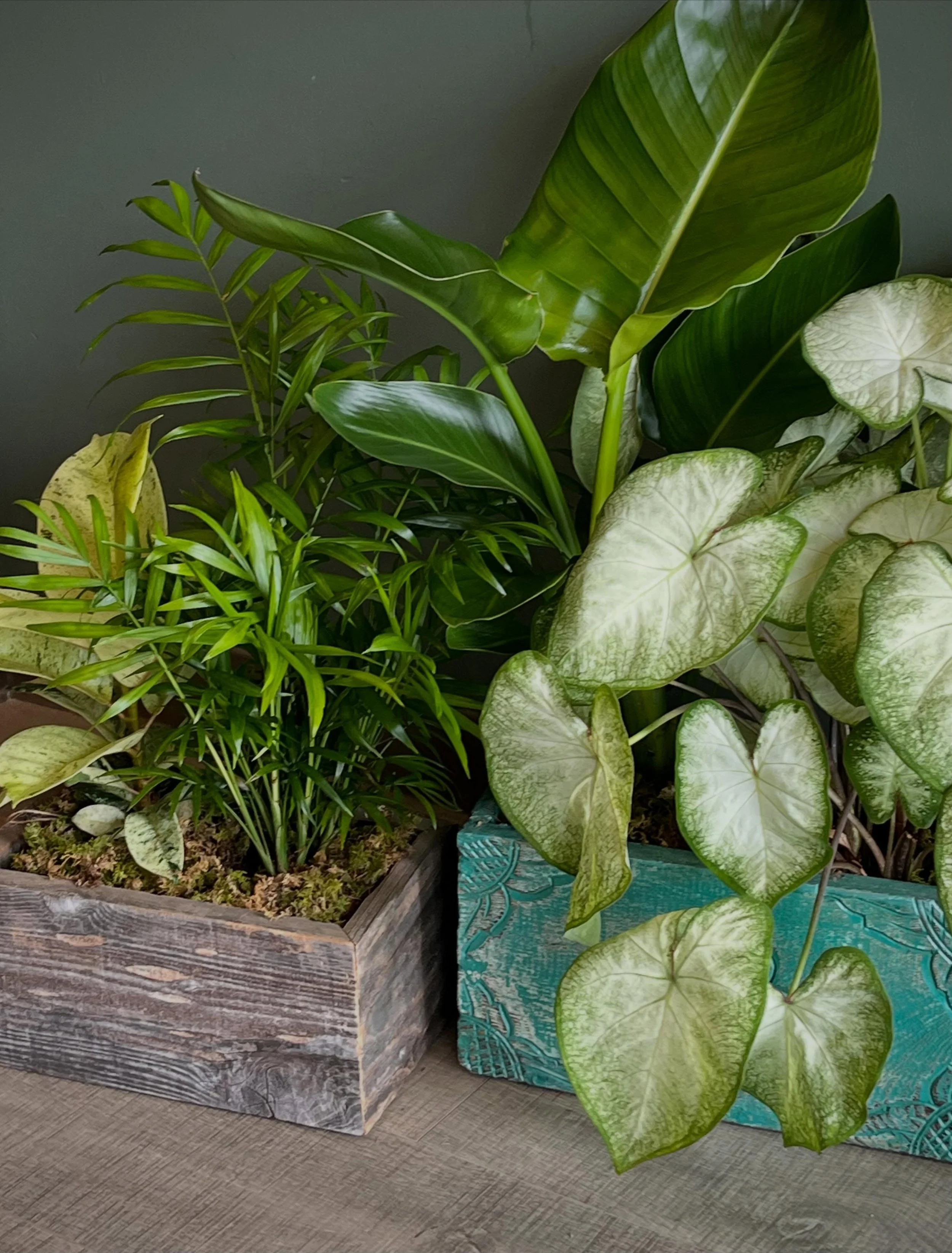Craving stress relief?
Lower cortisol levels?
Increased creativity?
Higher productivity?
More positive energy overall?

You may want to invite a little more greenery into your habitat. 🪴
Now available @thistleandtonic 

Scientifically proven to brin