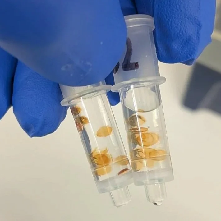Synplified: SynBio put Simply – with Dr. Dhaarsi Jaksch