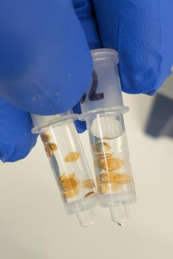 The biomaterial (immobilized protein) used by Magmatic Bio to extract valuable metals out of feed solutions.