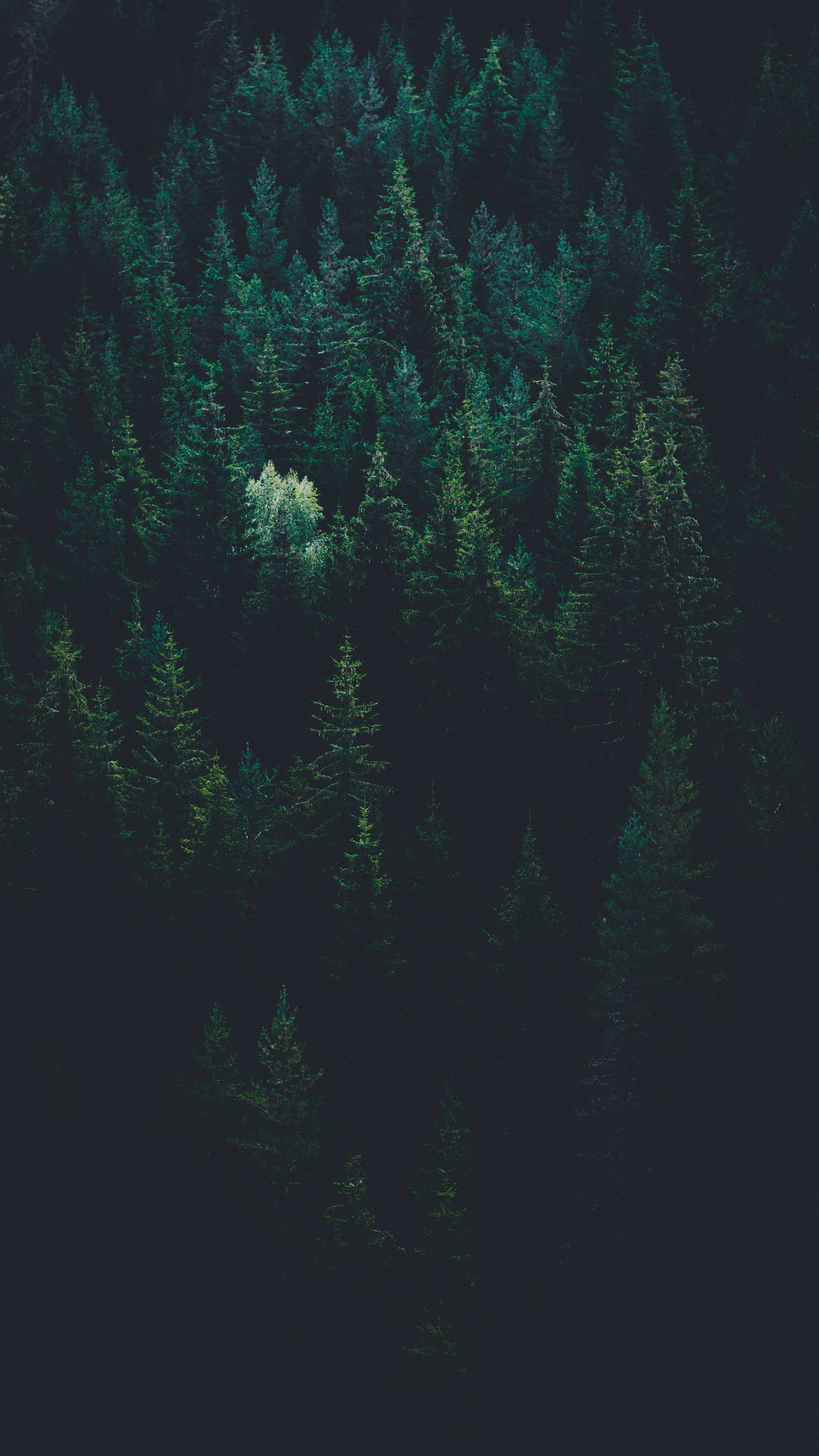 F7D1181C-C587-4797-B842-2568549A8E84.jpeg