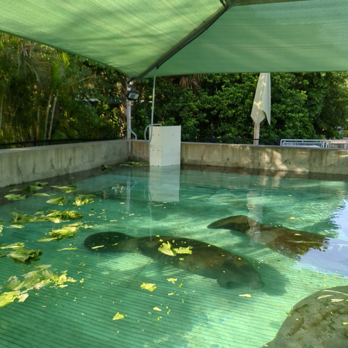 Manatee Rescue at SeaWorld Orlando