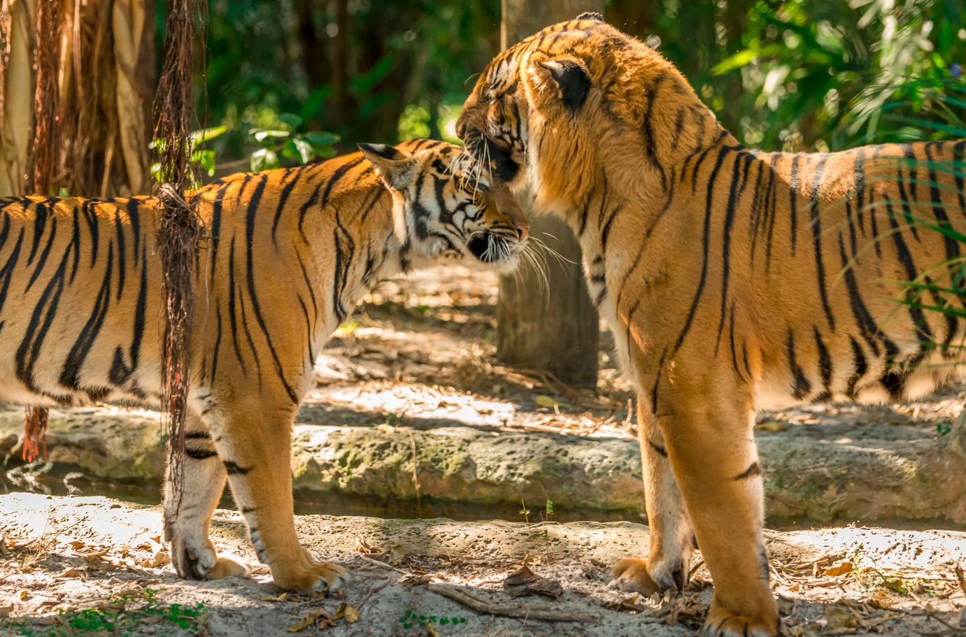Tiger Forest at Palm Beach Zoo & Conservation Society