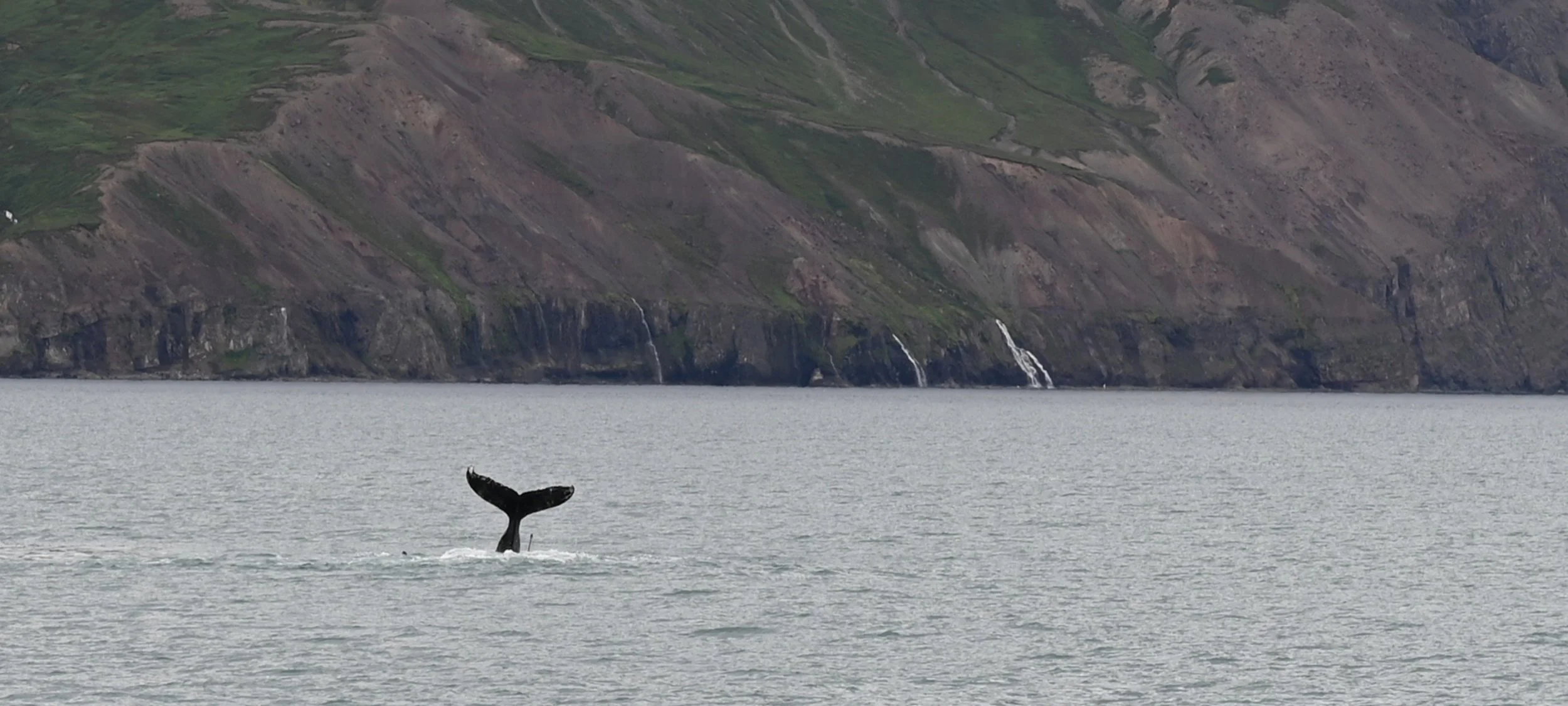 Whale watch, family visit,  camping.