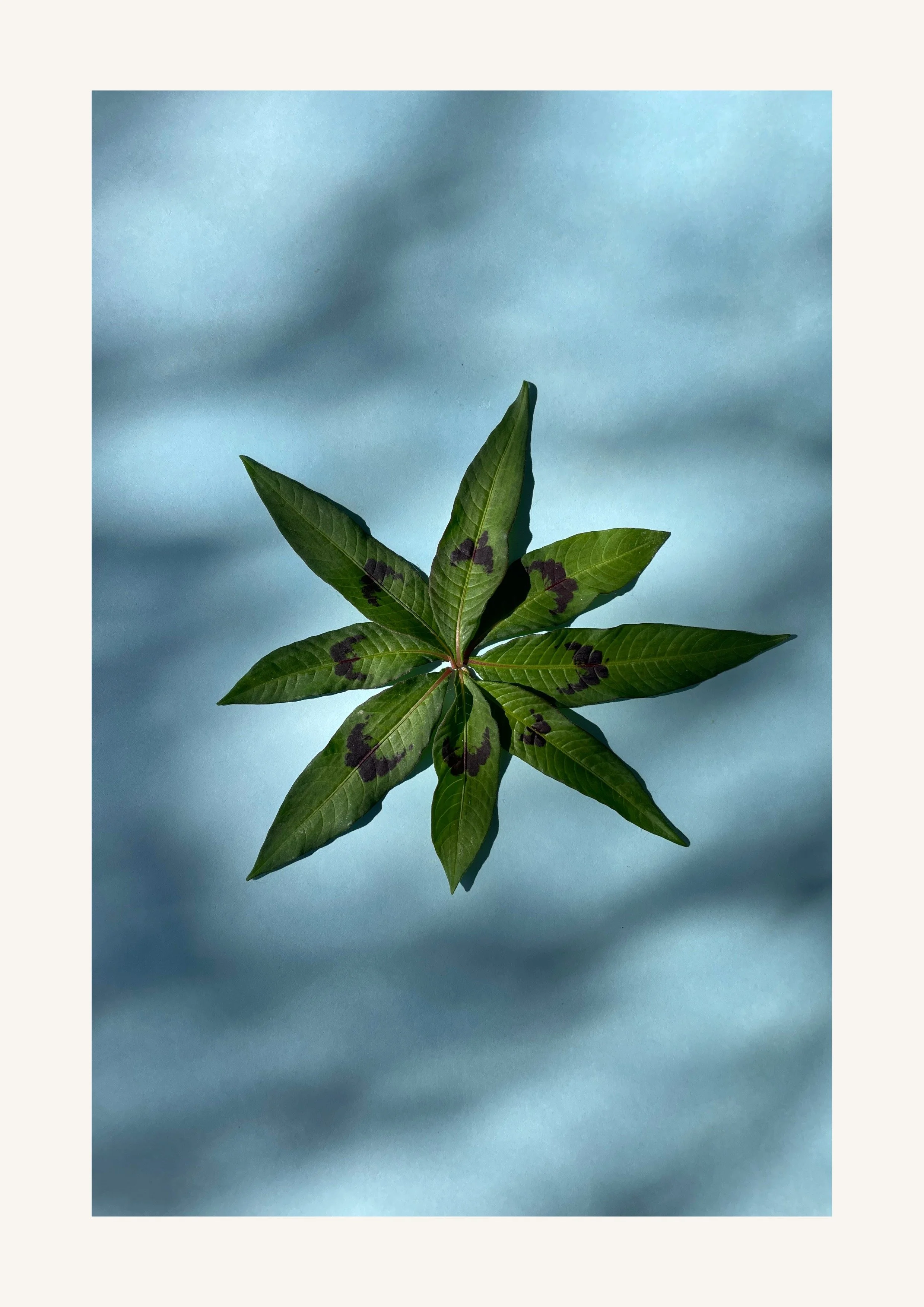 Identität Orakelbuch II-68.jpeg