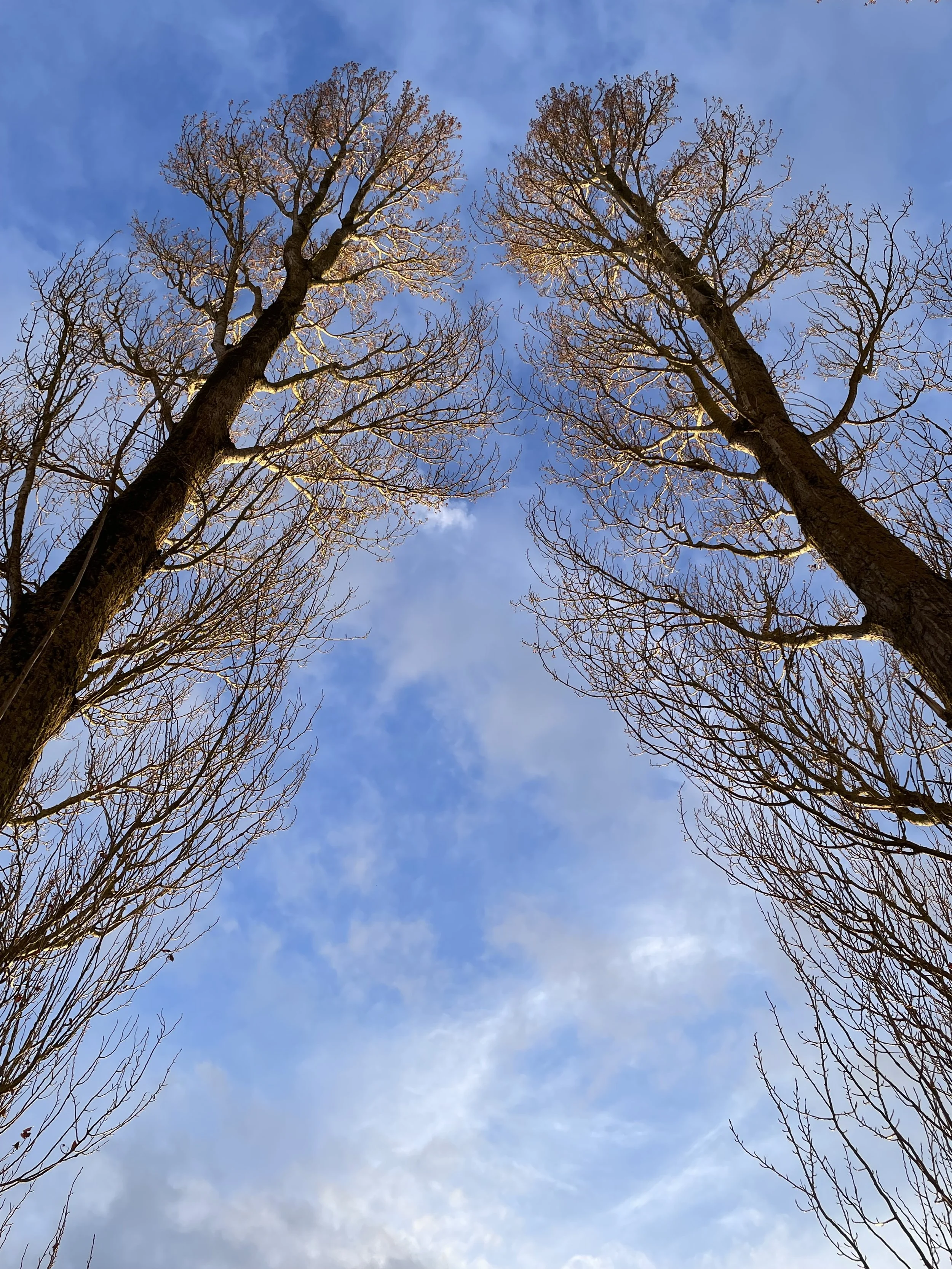 Die Weisheit der Bäume