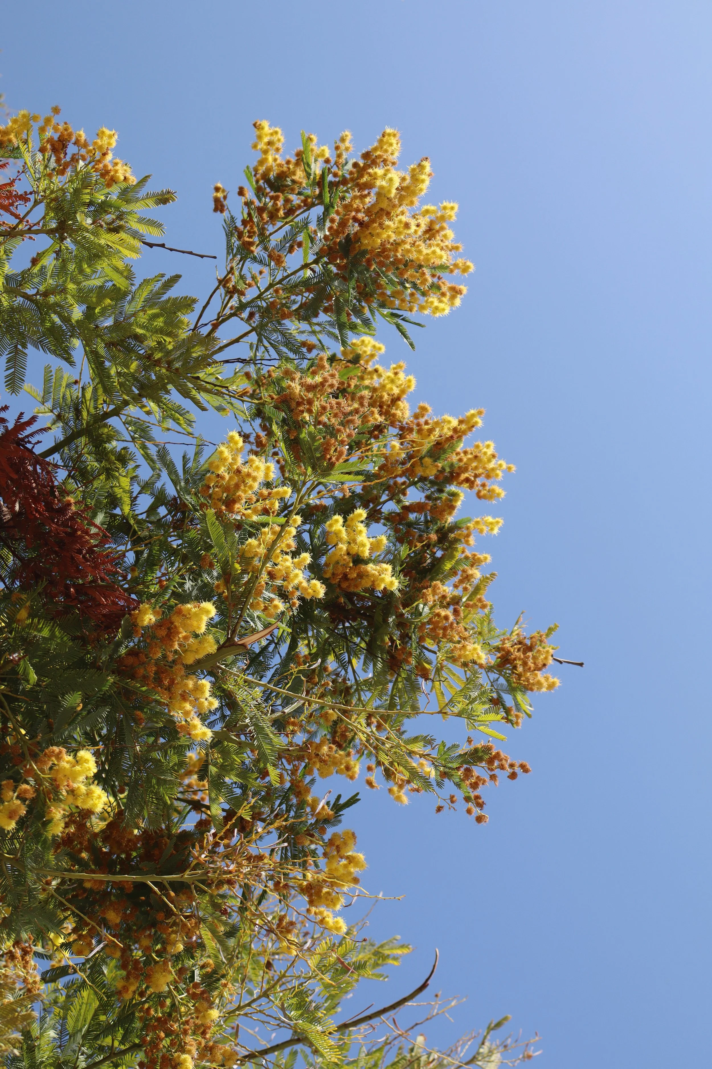 Pedio tou Areos (Park)