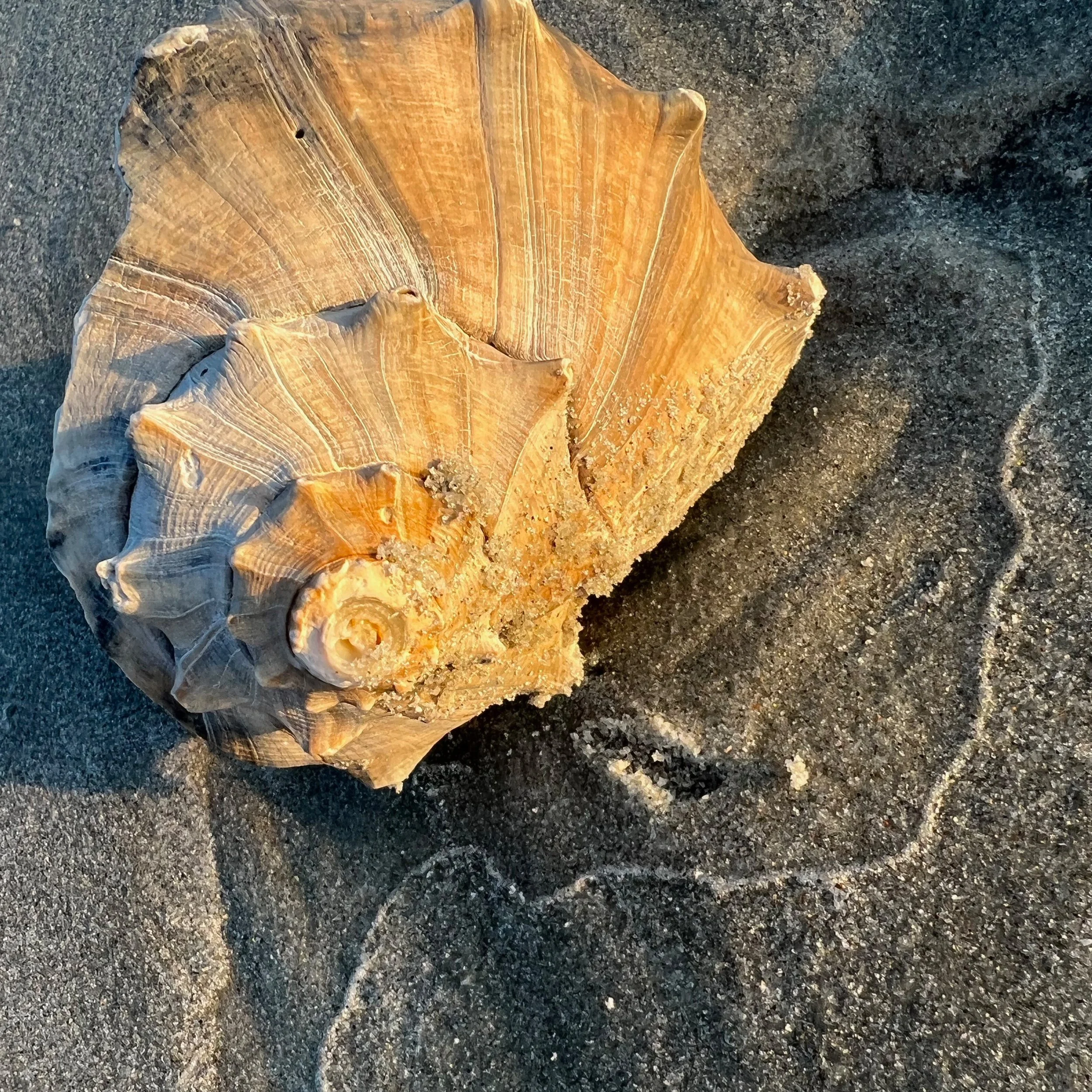 whelk shell on island of palms beach for Fourbear labyrinth website