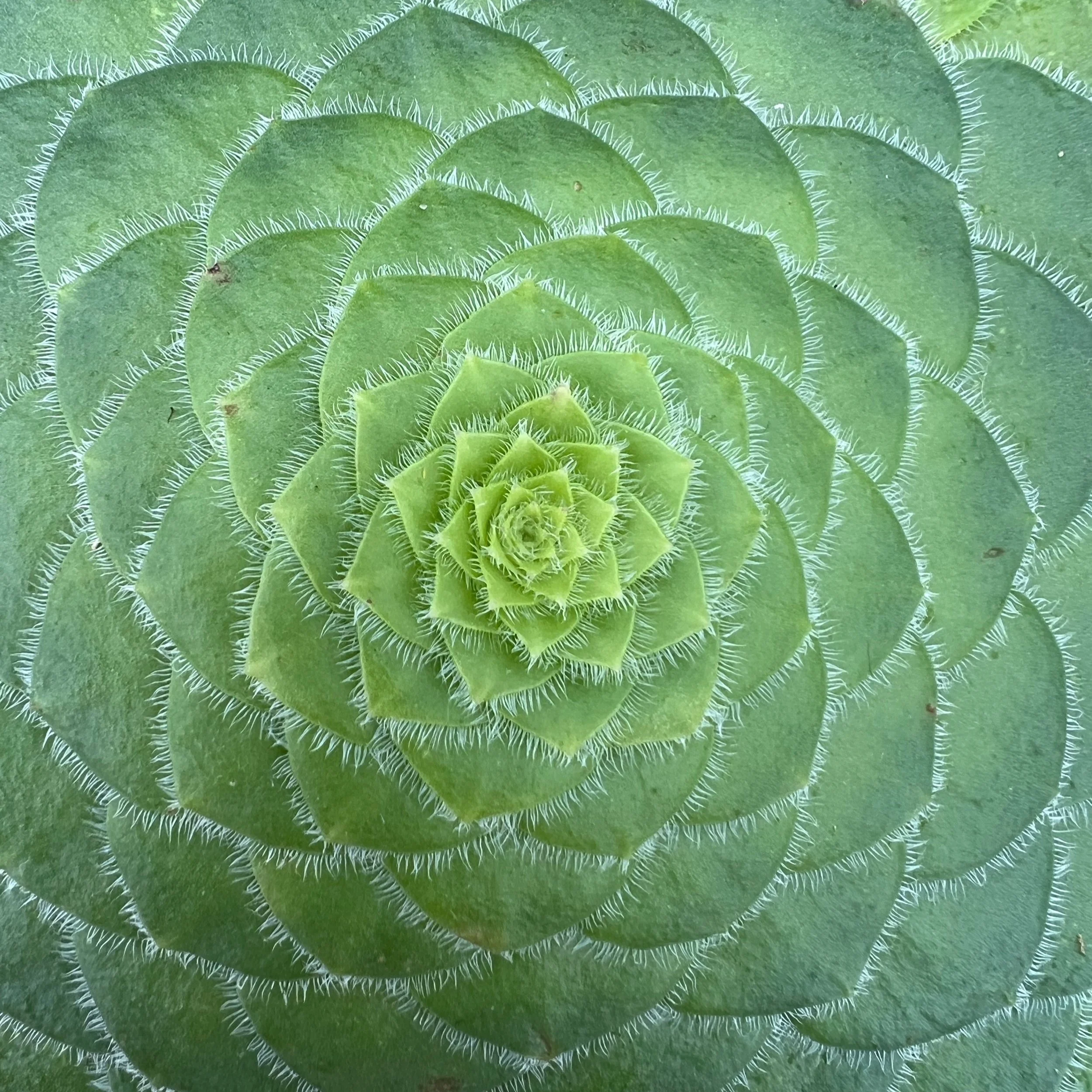 succulent photo taken by Jack Case for the Fourbear Labyrinth on Wadmalaw Island, South Carolina