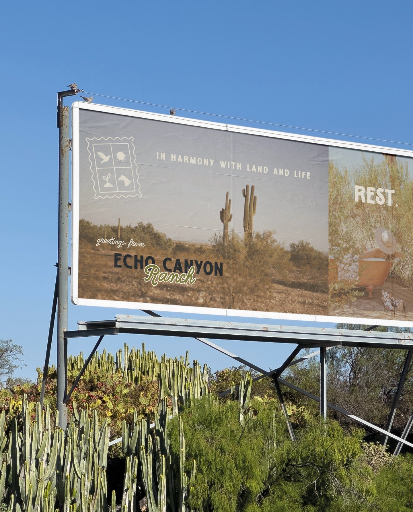 Echo Canyon Ranch pt.2 🏜️
One of my favourite bits of the process is applying my branding to products. From billboards to seed packets, socials, stationery and more - it’s always cool to see the brand come to life, and sometimes surprises me