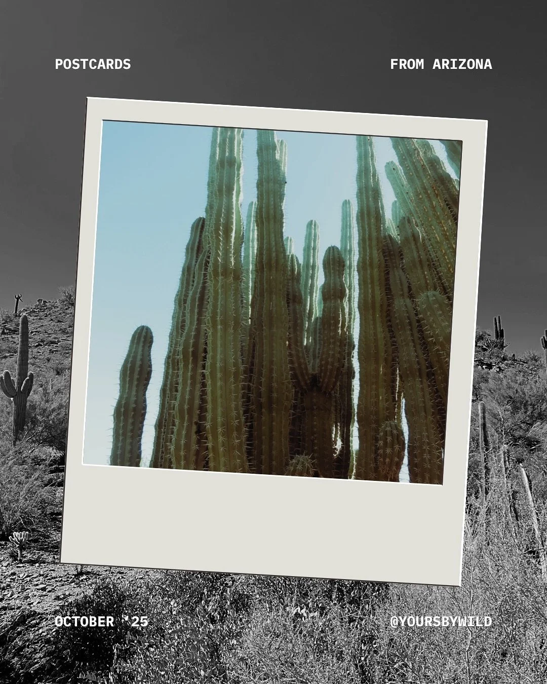 Arizona called - I answered (with SPF 50 and a camera roll full of cacti) 🌵📮

#brandinspo #designinspiration #creativejourney #branddesignerlife #behindthebrand #brandingstudio #creativebusiness #womeninbusiness #desertinspired #desertpalette #ariz