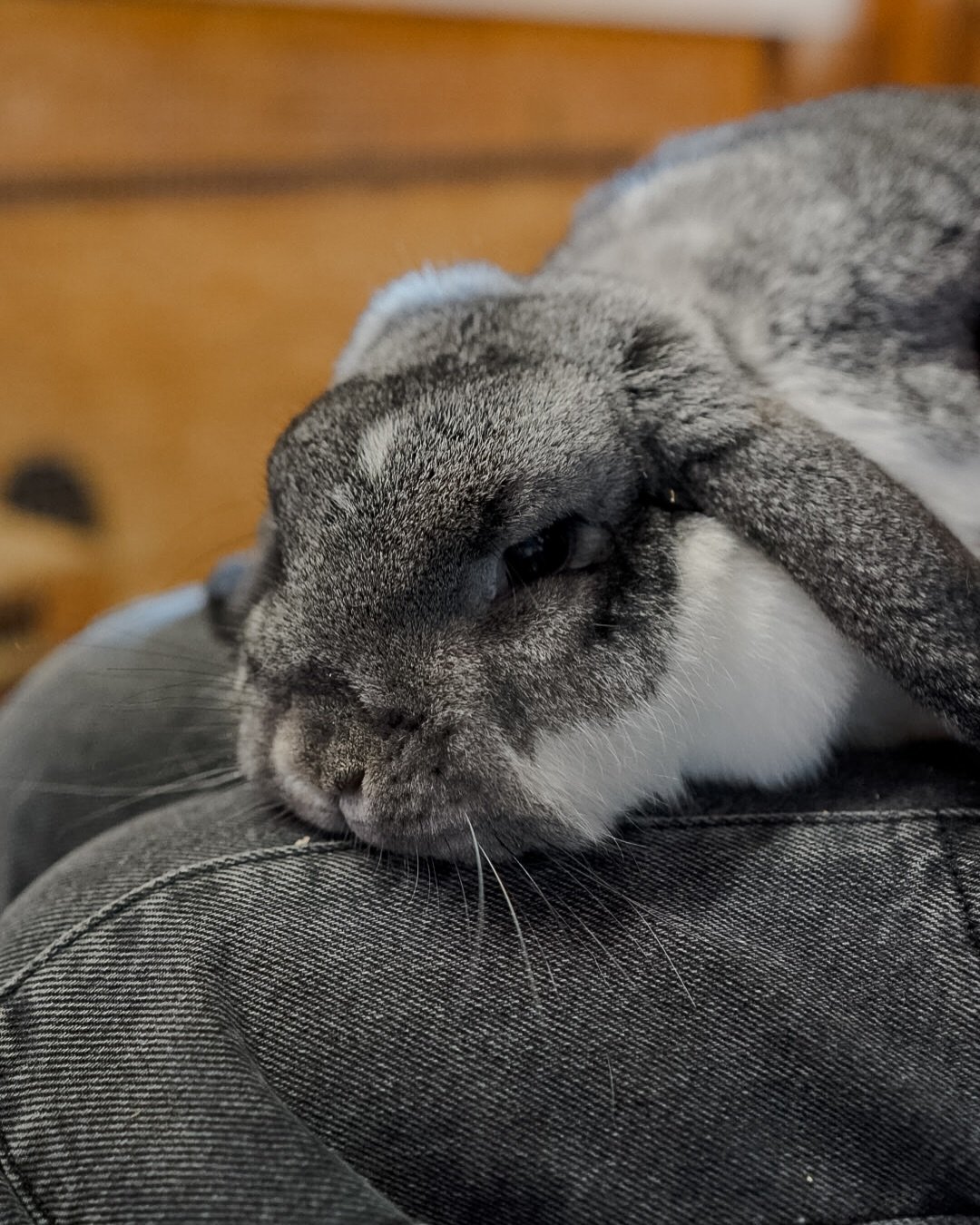 Osterhasen Alarm🐰 💛 

Wir waren im Kuschelhimmel &ndash; denn unsere Liebe zu den flauschigen Hoppelhasen ist ja bekanntlich riesengro&szlig;.

[Anzeige So weich, so liebenswert, so unvergesslich&hellip; Die Streichelzeit bei @ferienwelt.kesselgrub