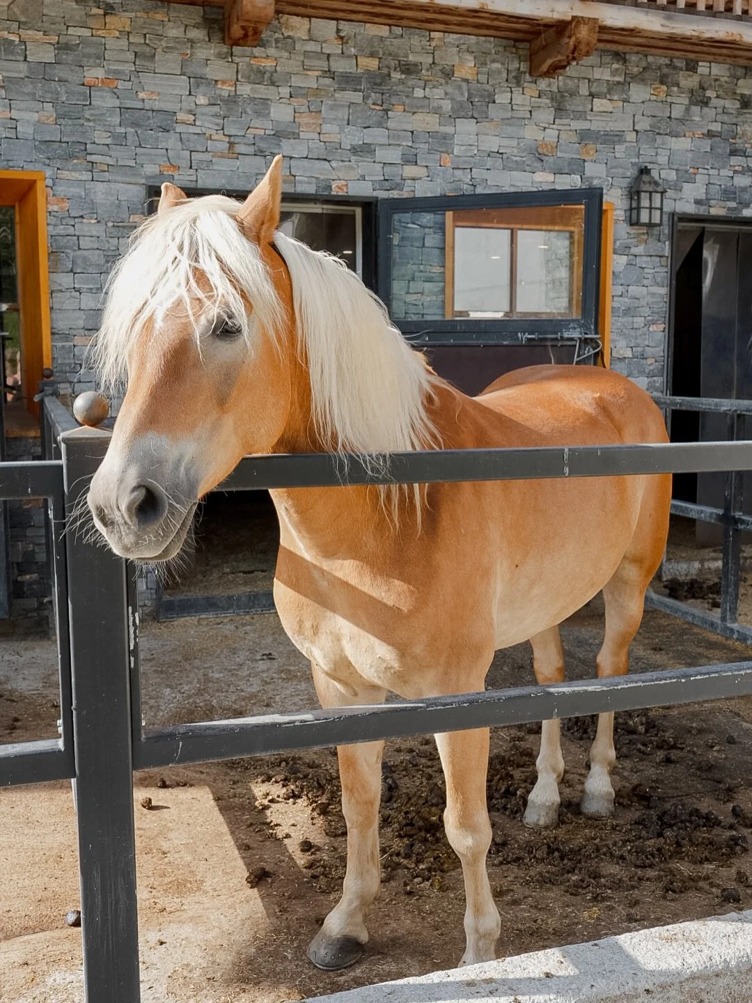 Wir haben ein kleines Paradies gefunden! 🐴 ⛰️🌿 

[Anzeige] Das idyllische @gutberg_naturhotel liegt  zwischen dWiesen und W&auml;ldern im Salzburger Land inmitten der Alpen.
Eine familienfreundliche Ruheoase mit Aussicht &uuml;ber das Salzachtal &n