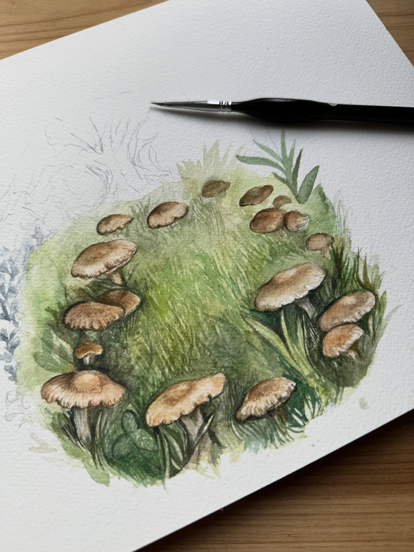 #fairyring #mushrooms #fungi #fairycircles #faeriering #fairytales #watercolorpainting #oldschoolhouseart #aliviarubino