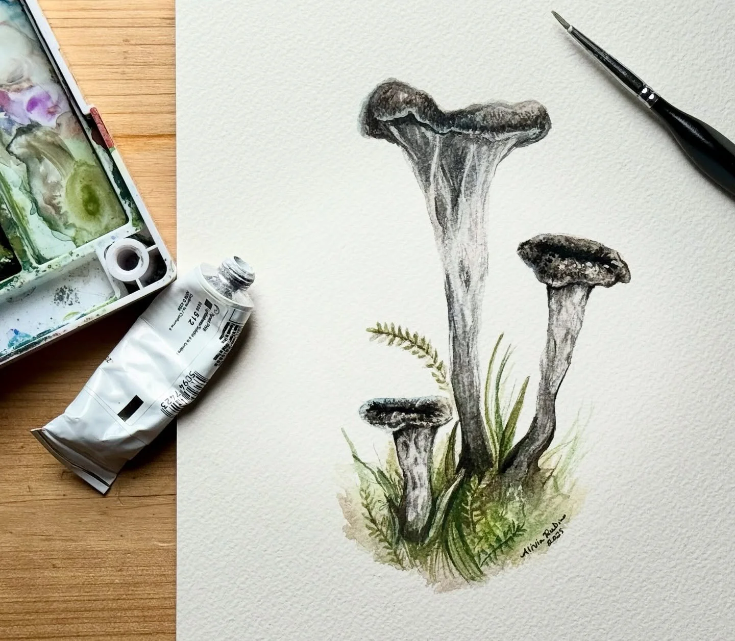 Finishing up some new mushroom paintings to take to the Wild Mushroom Festival on 10/18 @dpnaturectr .
Prints, cards, new stickers to come!
#blacktrumpet #trumpets #mushrooms #ctmade #oldschoolhouseart #aliviarubino #mycology