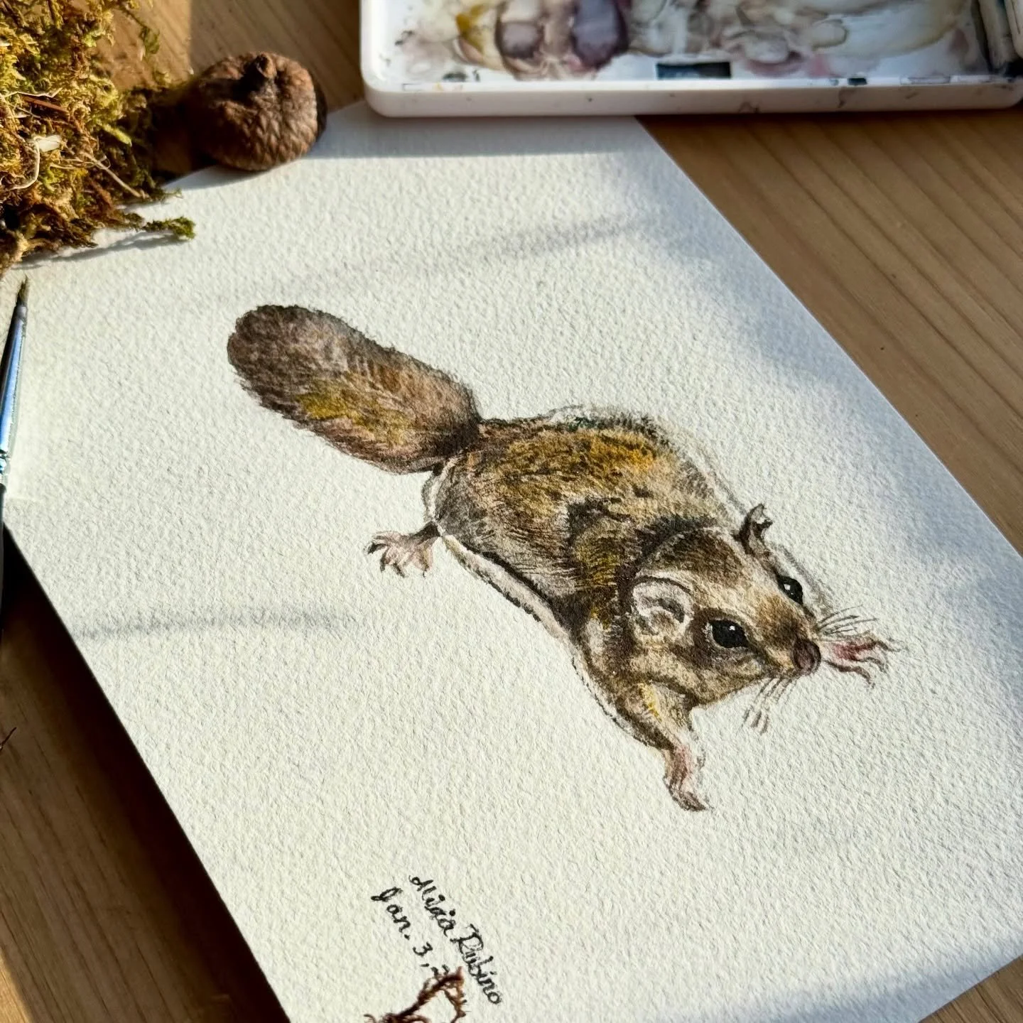Having lived in old houses in New England for most of my life, I&rsquo;ve unfortunately learned a little too much about flying squirrels. They&rsquo;re adorable, but oh so troublesome. #flyingsquirrel #northernflyingsquirrel #woodlandanimals #aliviar