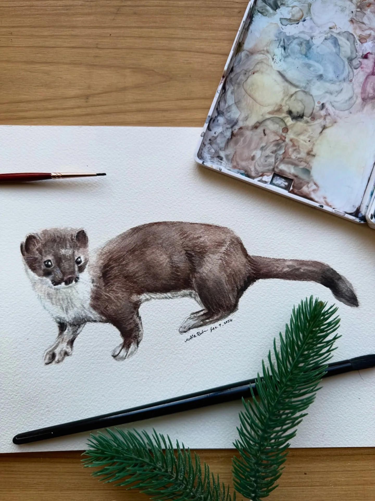 Just another American Stoat. #stoat #ermine #newenglandwildlife #weasels #oldschoolhouseart