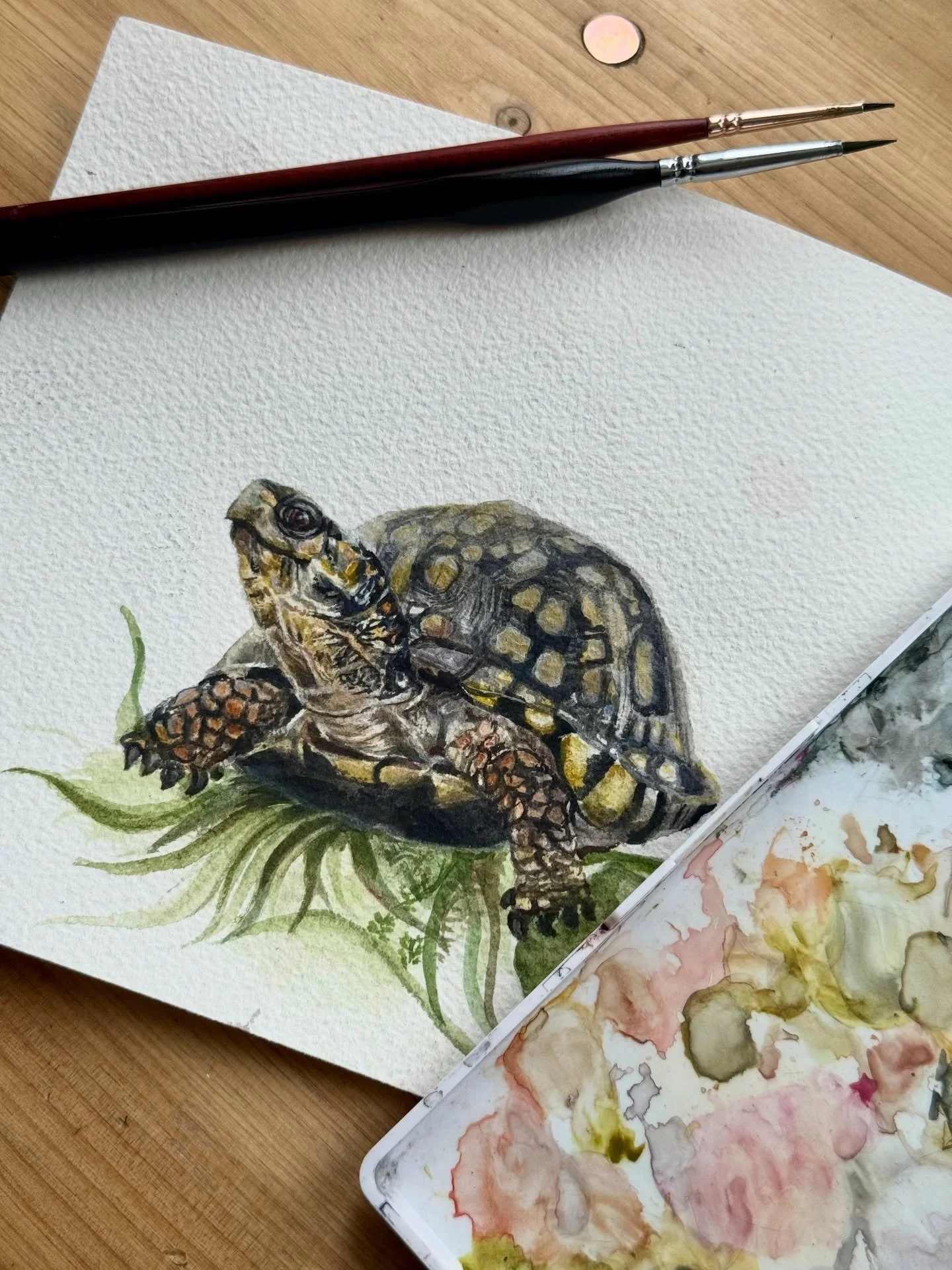 A few more details to work out for both the #easternpaintedboxturtle #opossum 
Nothing beats spending a snowy day inside with real watercolor paints on paper. #oldschoolhouse #newenglandwildlife #woodland