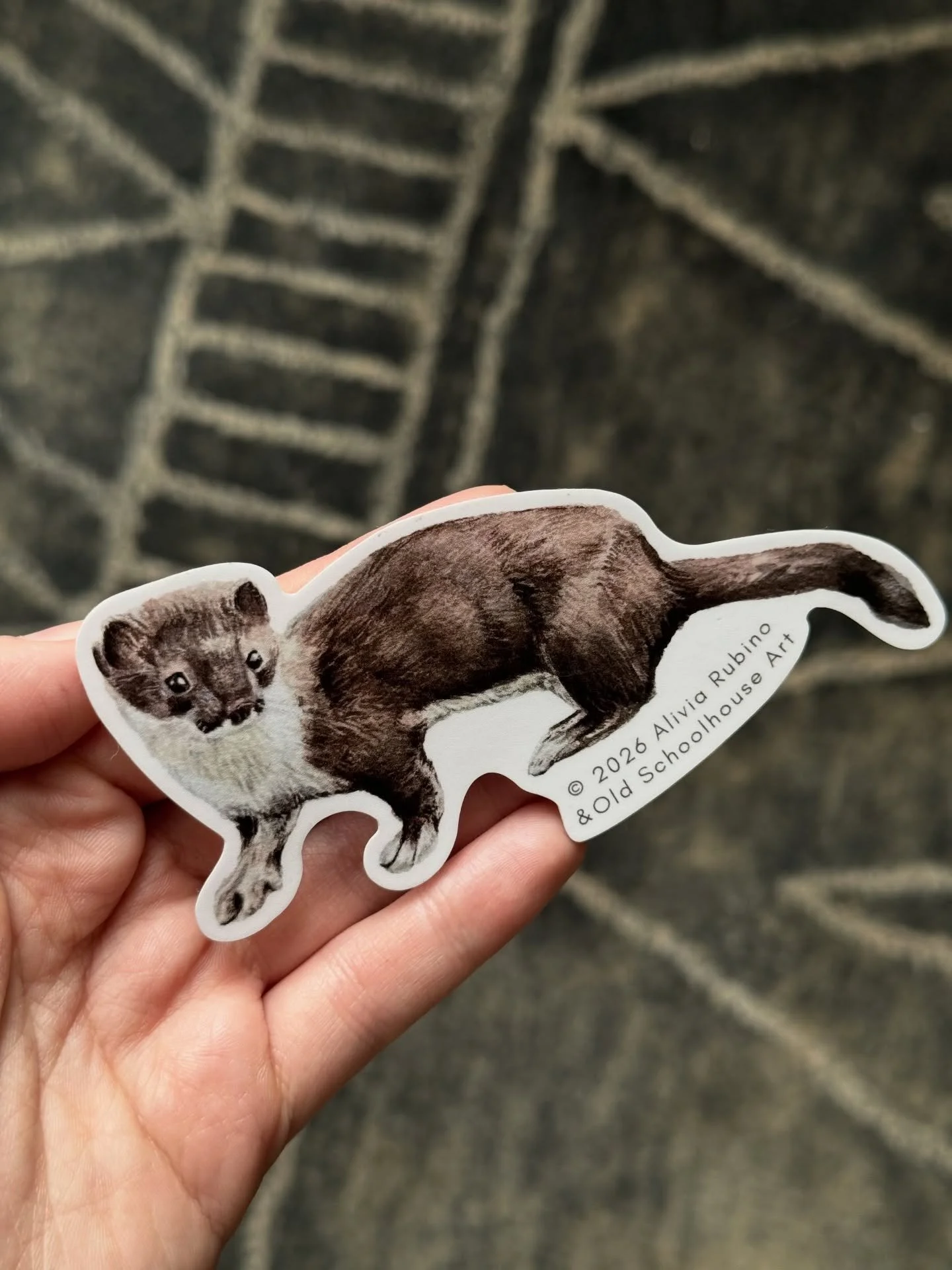 Deep in prep mode for an upcoming trade show, which includes packing new stickers. I loveee this #Americanstoat  and would love to do a version with  its white winter coat. #stickers #stoatsticker #oldschoolhouseart #ermine