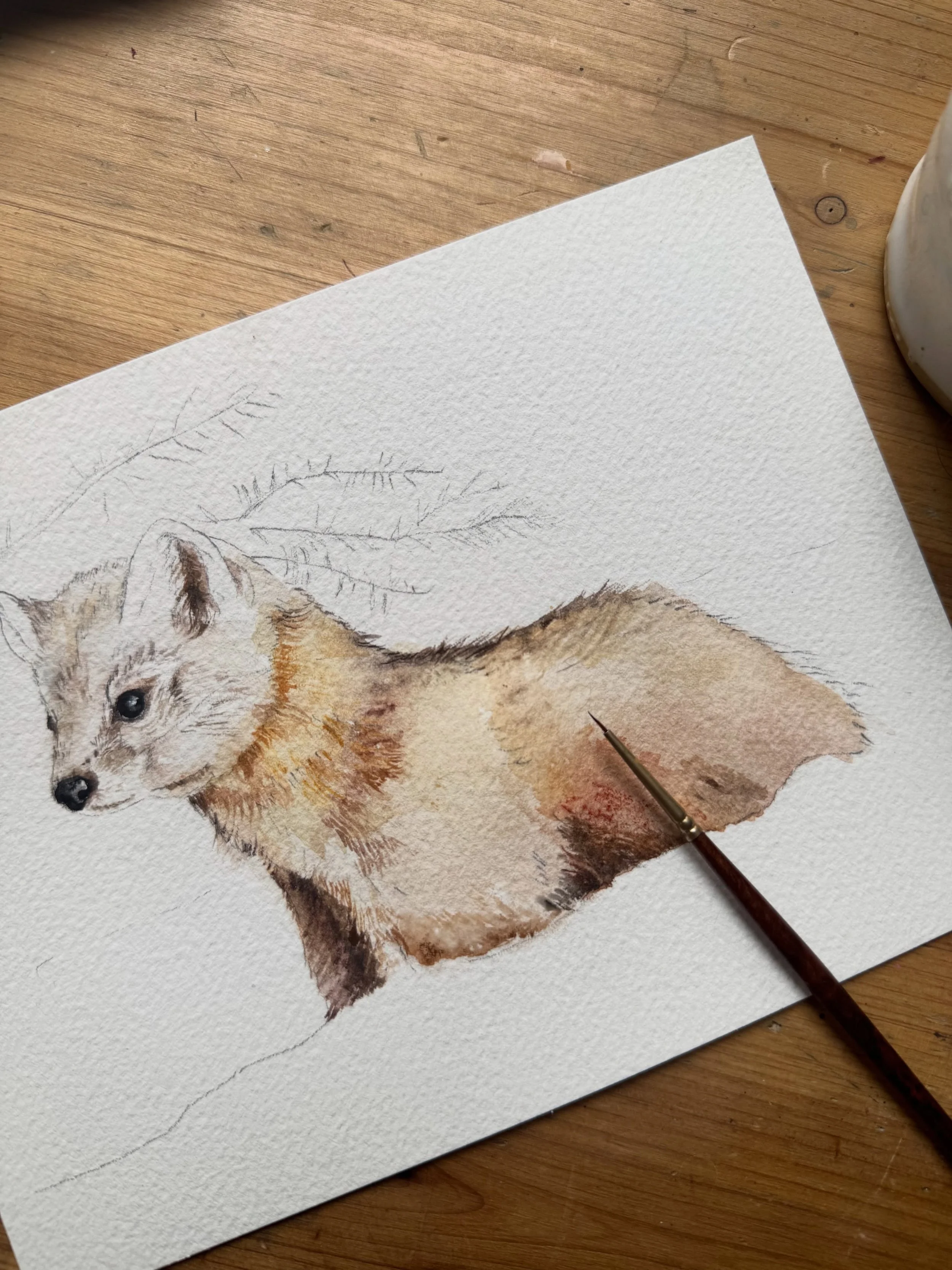Pine marten in progress ❤️#pinemarten #newenglandanimals #weasel #watercolorart #oldschoolhouseart