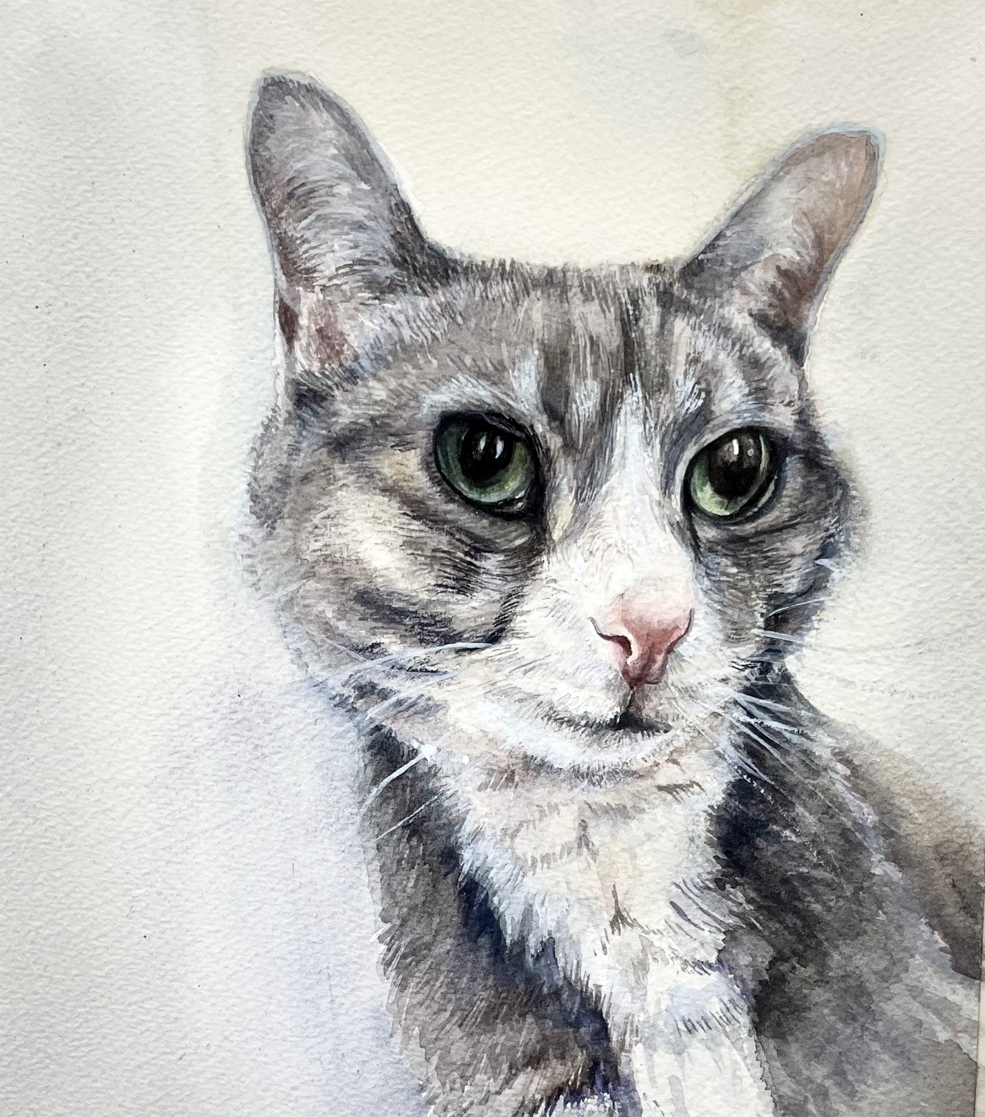 A portrait of a gray short-haired domestic house cat