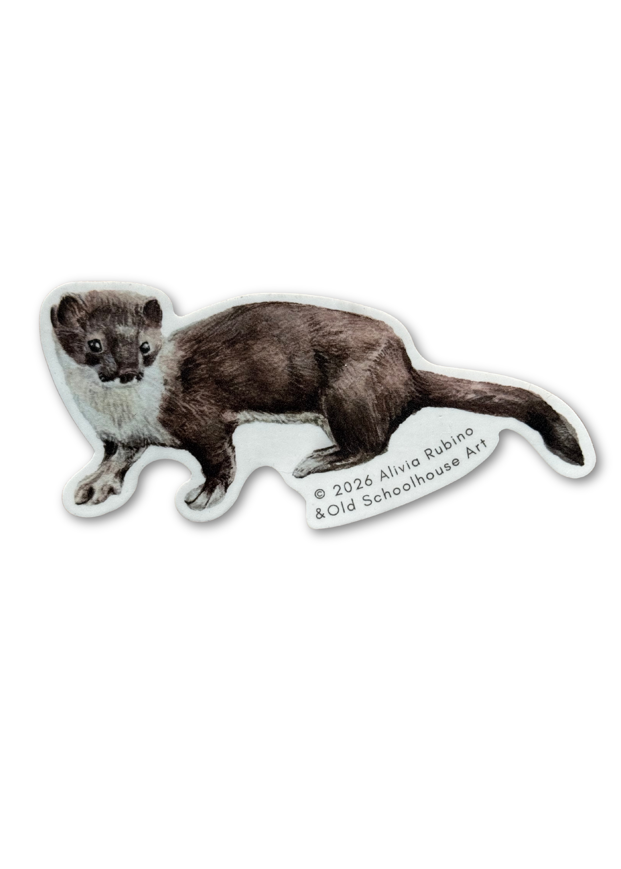 American Stoat Sticker/ New England Woodland Weatherproof Vinyl Sticker / Original Watercolor Design