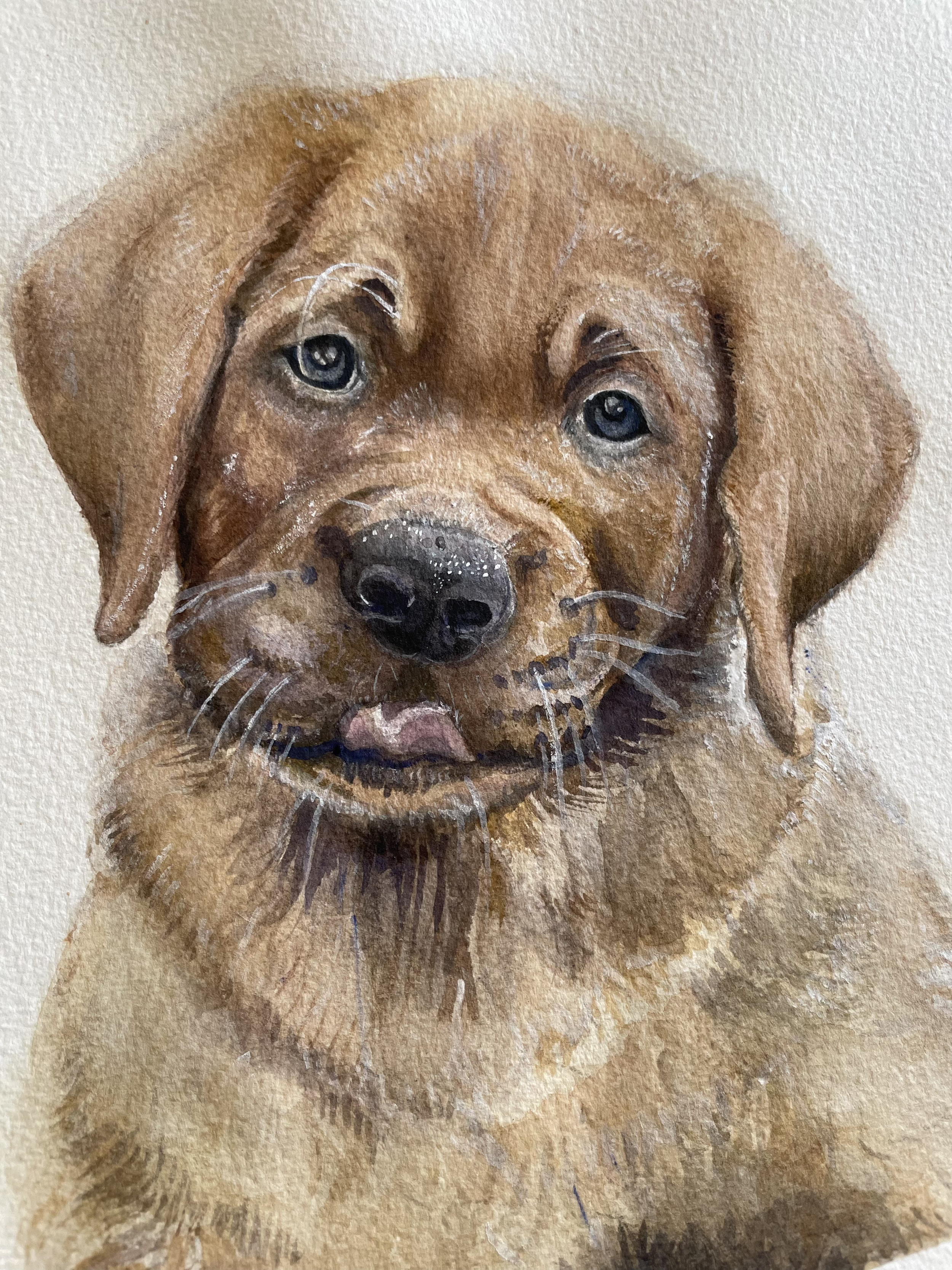pet portrait puppy1.png