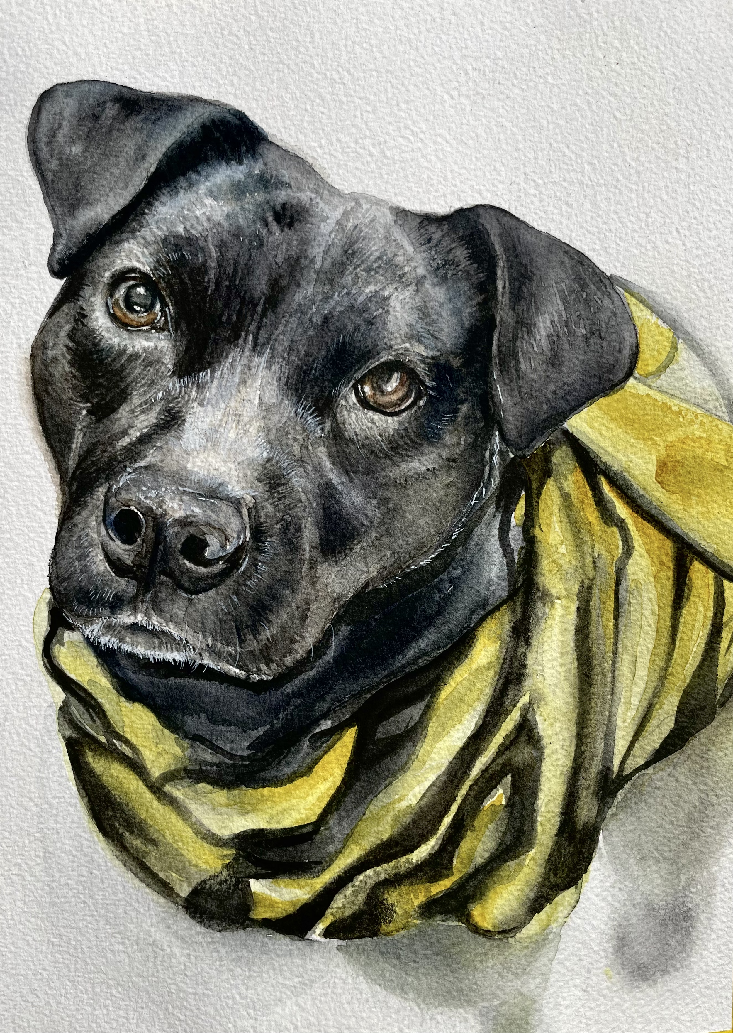 dog pet portrait bumblebee.png