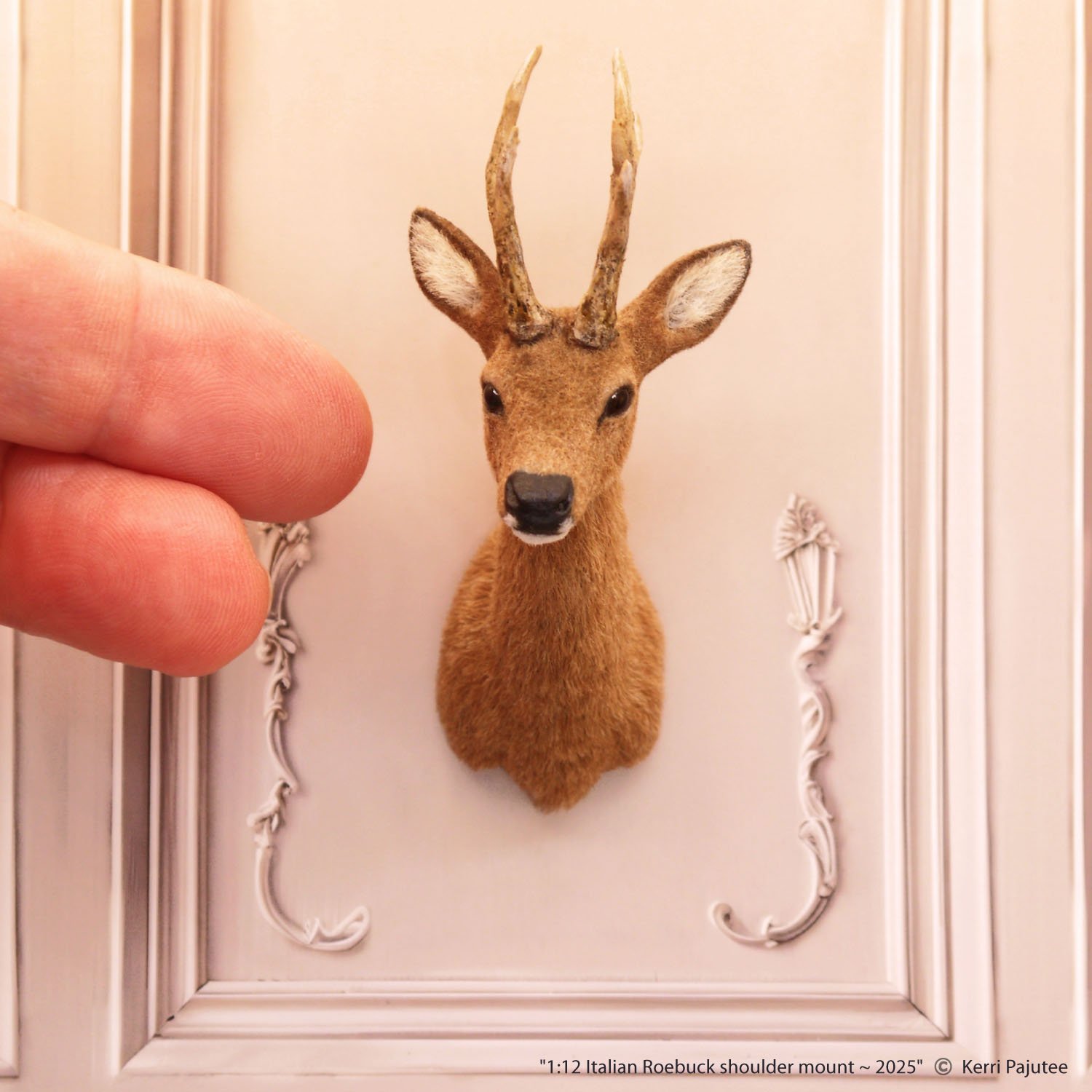 KP_Italian Roebuck shoulder mount 2025.jpg