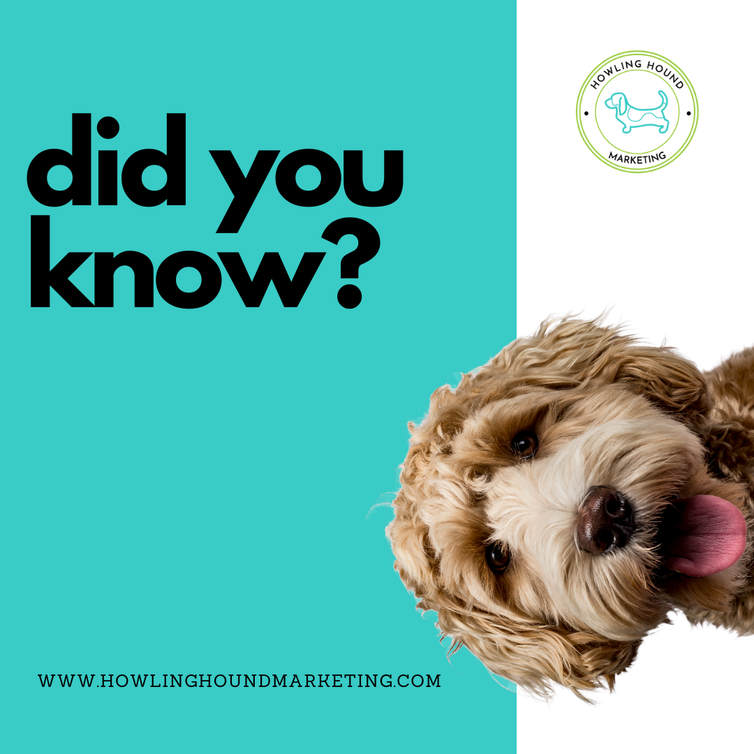 Cutting Through the Noise: How Pet Businesses Can Stand Out with Marketing
