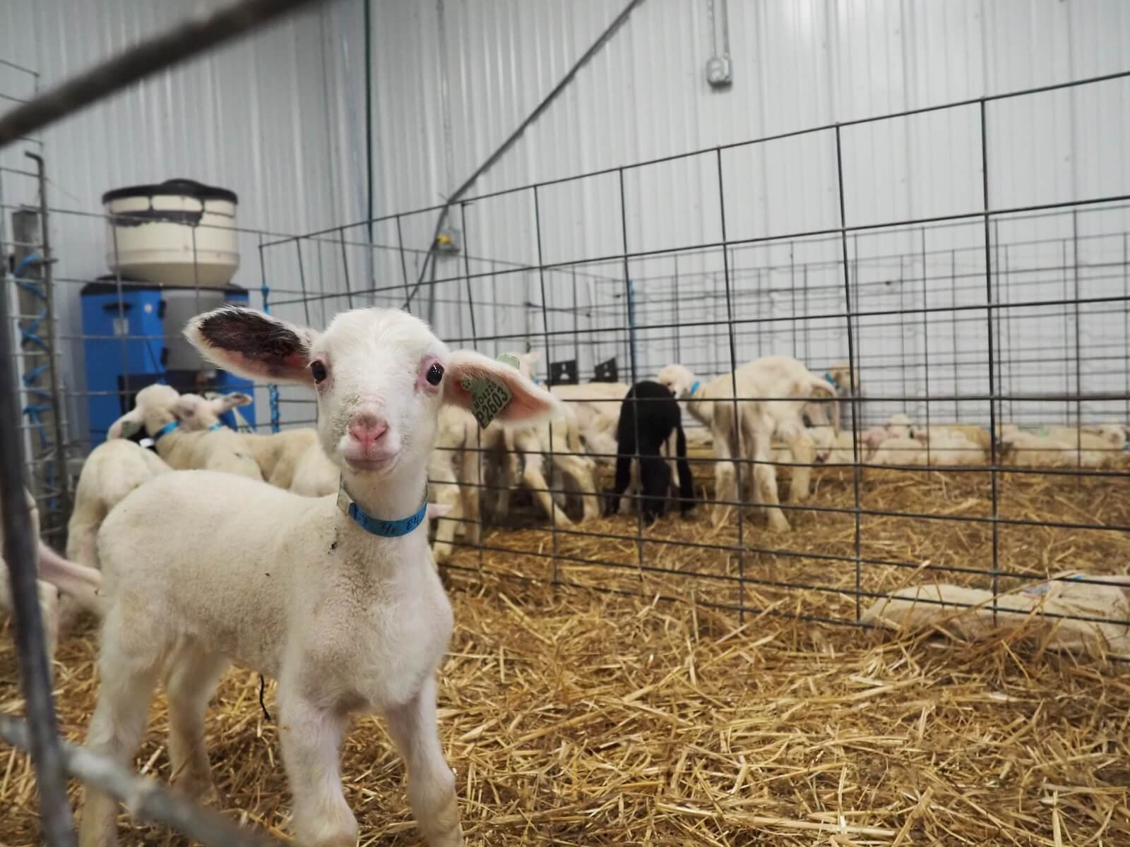 GDF-lamb-cute-2.JPG